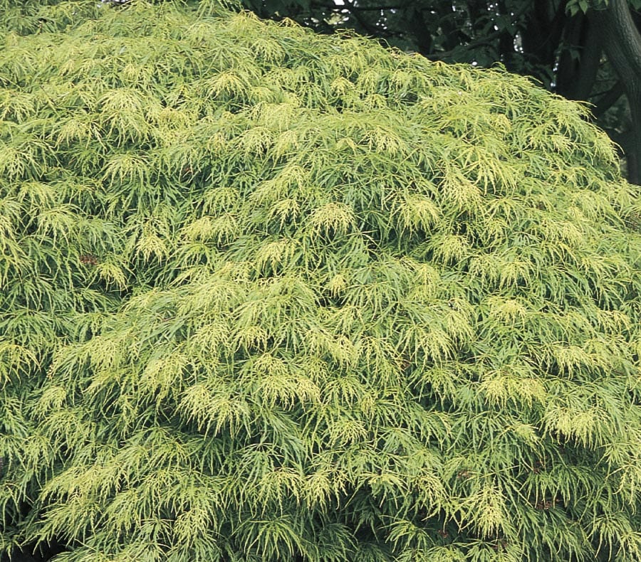 Lowe's NURSERY 19.09 -Gallon Multicolor Feature Japanese Maple In pot (with soil)