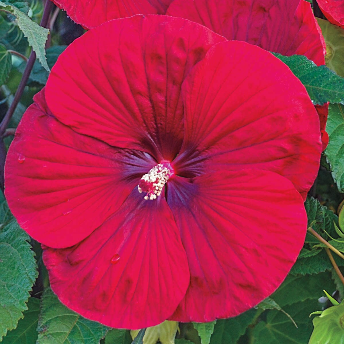 Spring Hill Nurseries 80569 Red Vintage Wine Hibiscus Perennial Plant in 1-Pack Bareroot