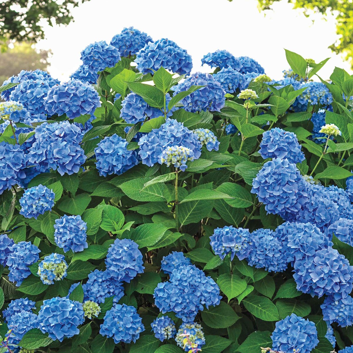 All summer on sale beauty hydrangea