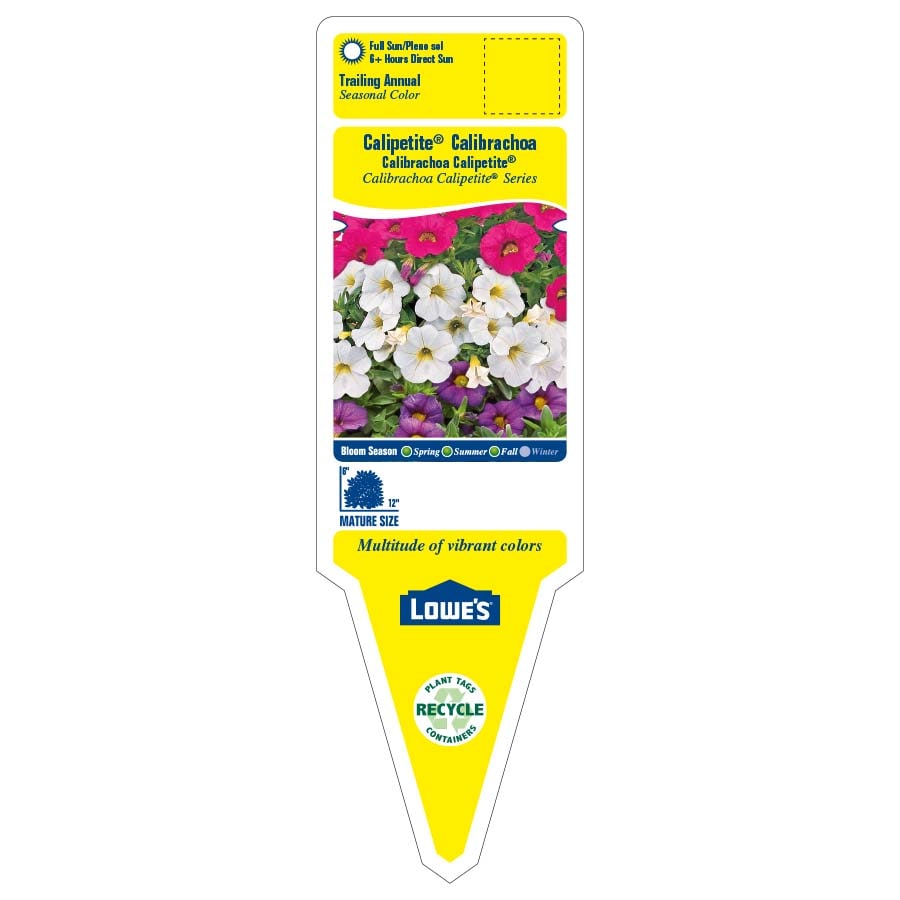 Lowe's NURSERY annuals - View #2