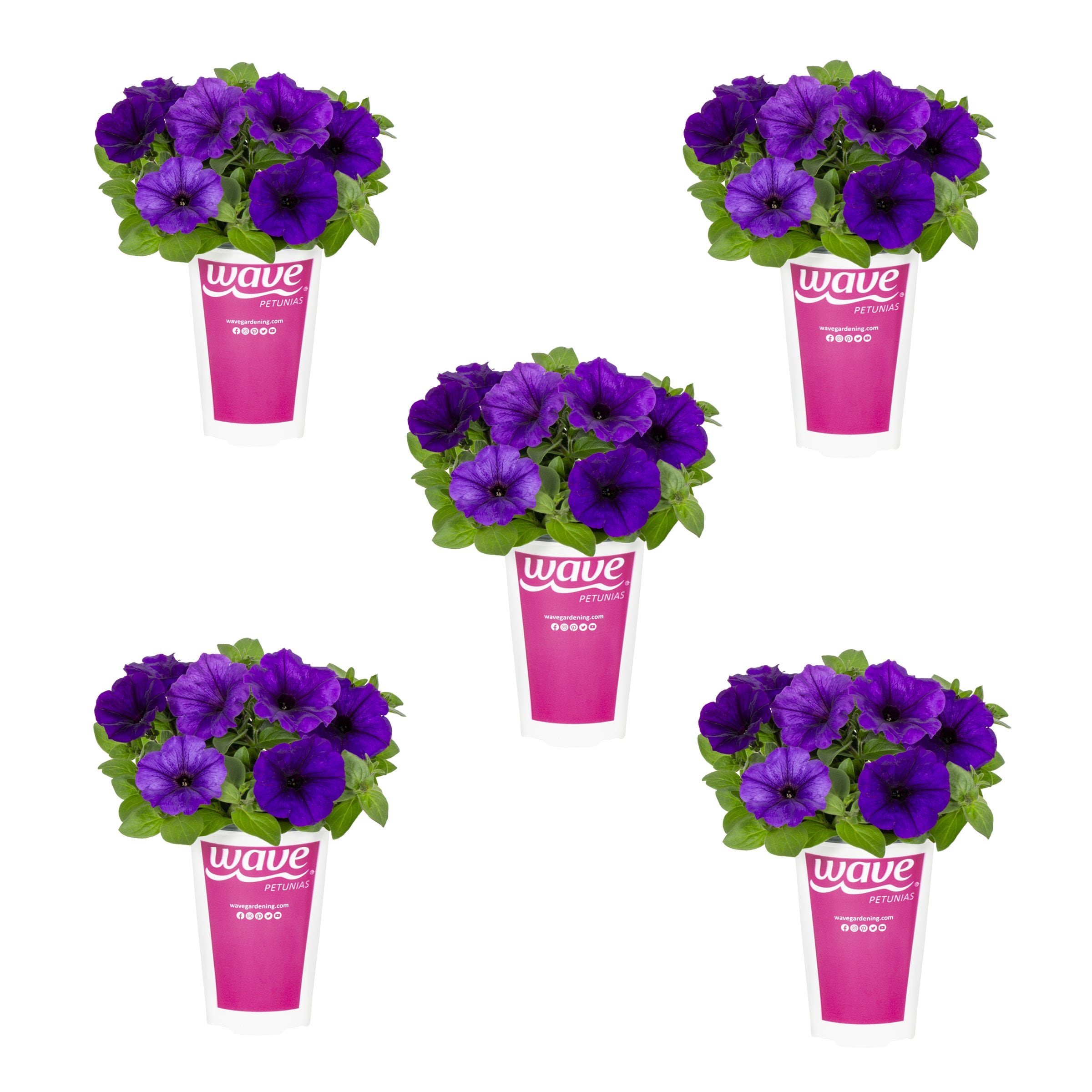 Wave 4692 Blue Petunia in 1.5 Pint Pot 5 -Pack