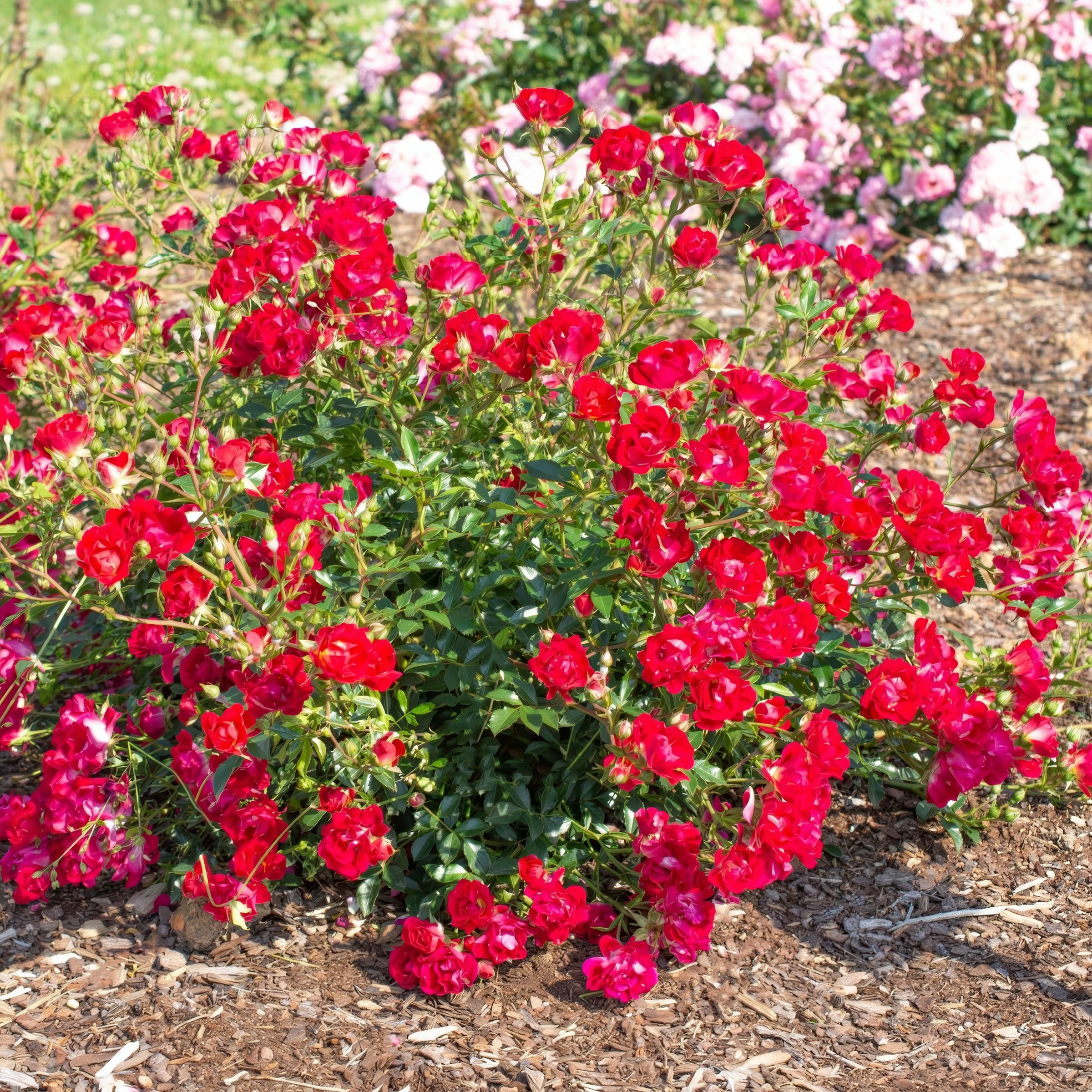 National Plant Network Red Drift Rose Red 3-Gallon in Planter in the ...