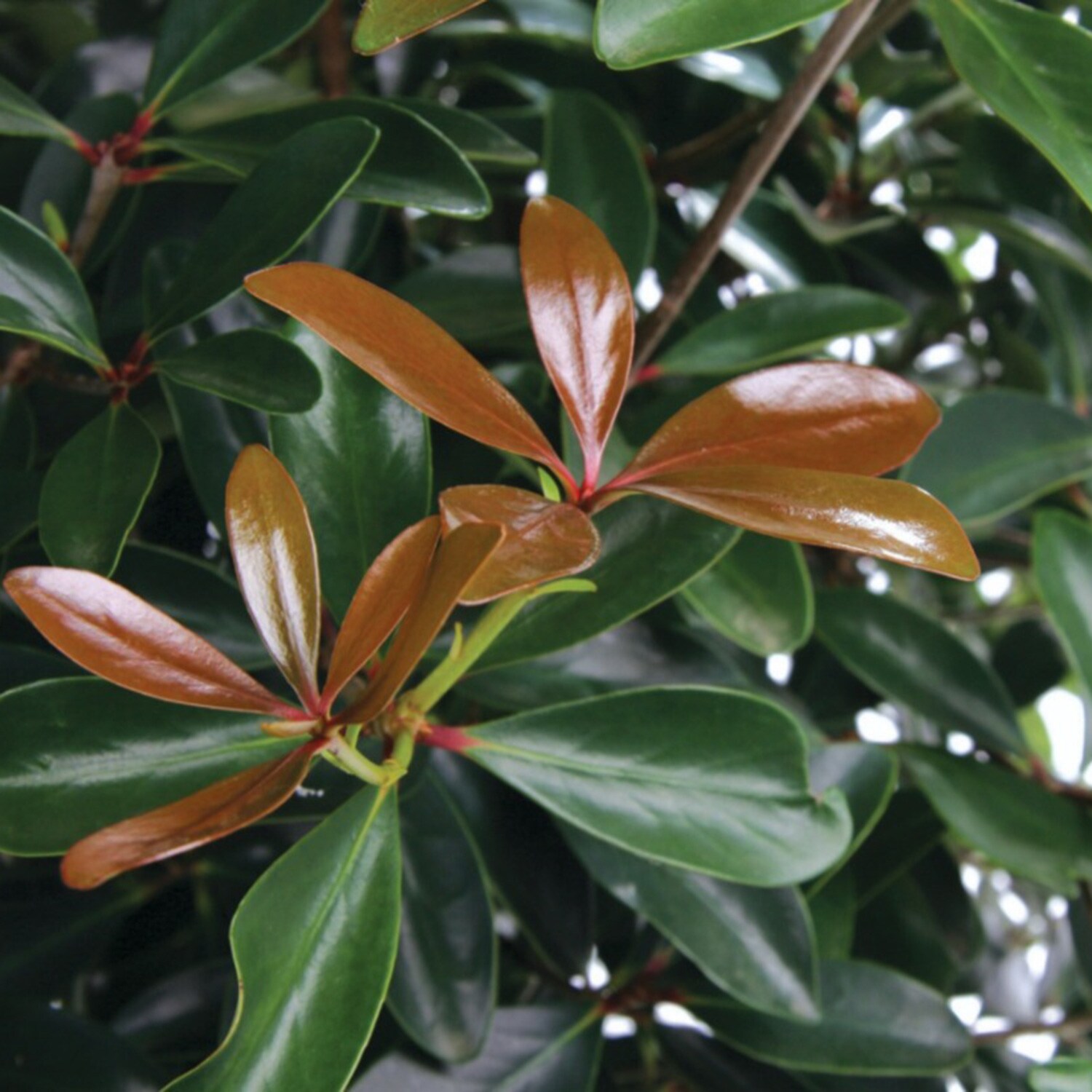 Southern Living Plant Collection 54983-1 shrubs - View #2