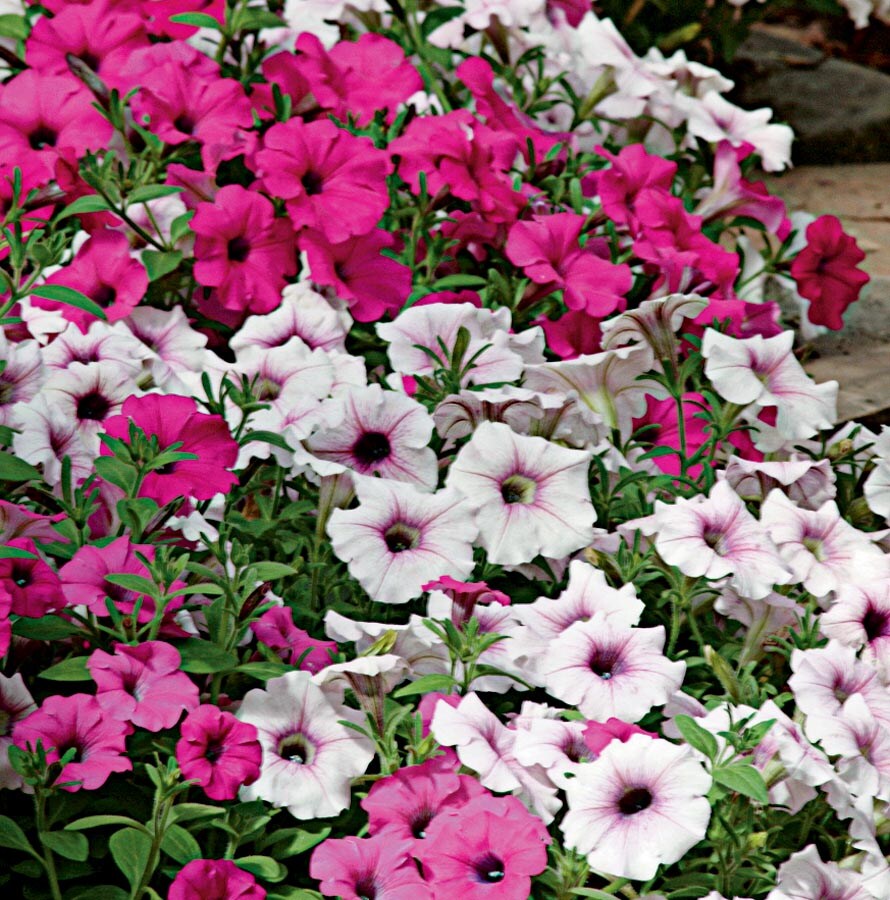 Lowe's NURSERY Multicolor Wave Series Petunia in 1-Quart