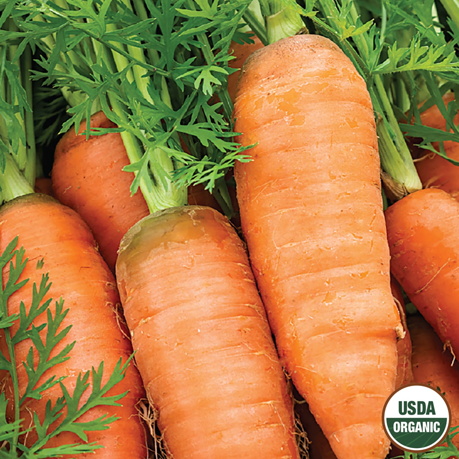 Ferry-Morse LC25.9713 Vegetable-Herb-Seeds - View #3