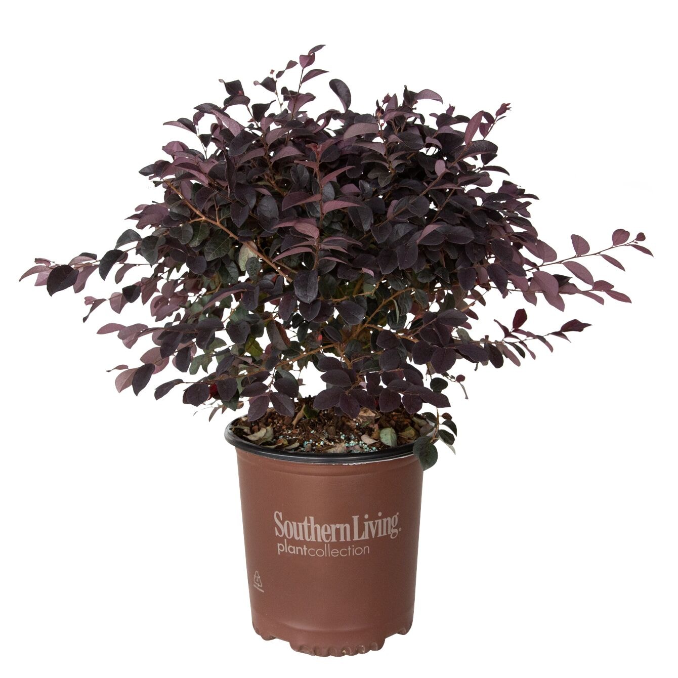 Southern Living 42092-1 shrubs - View #6