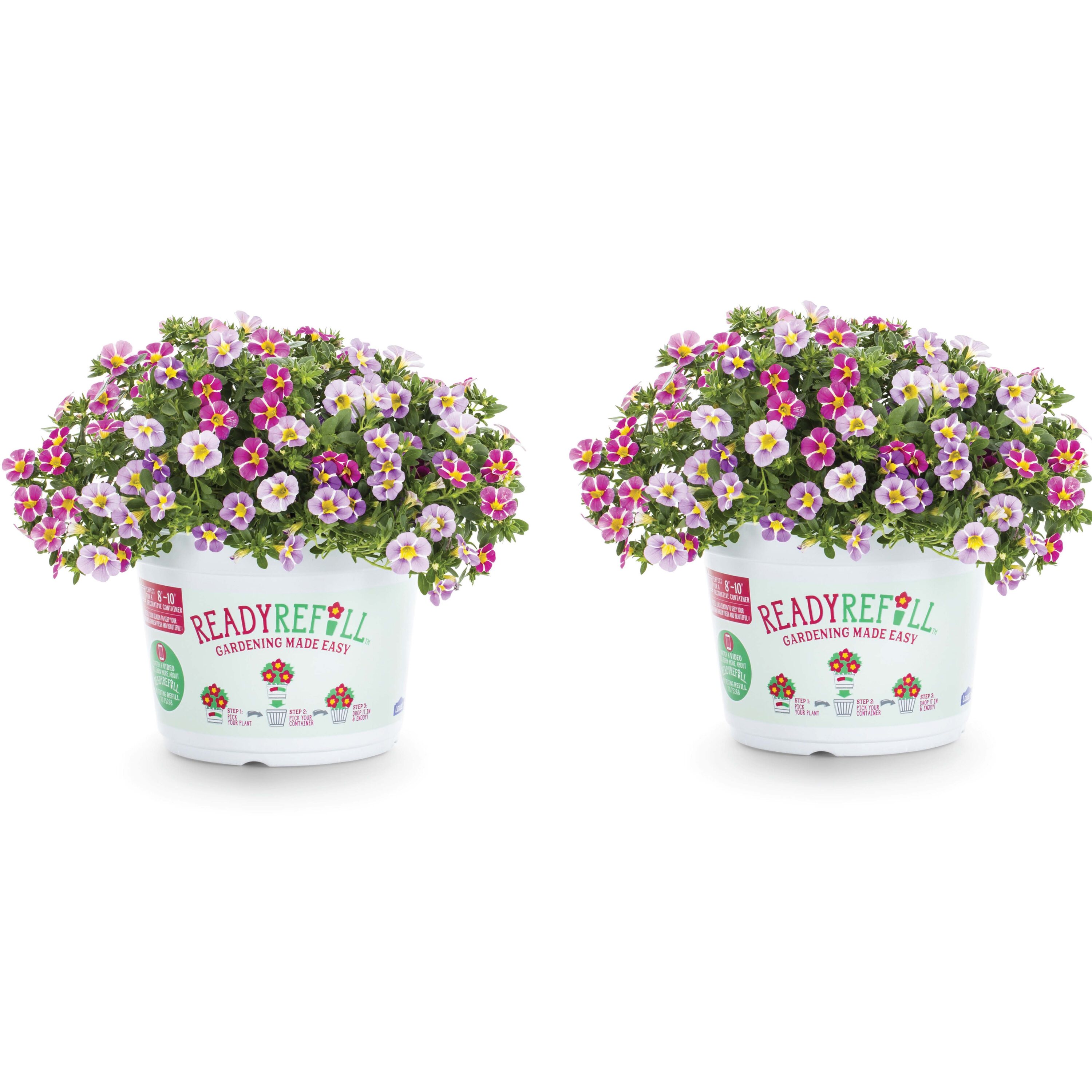 Metrolina Greenhouses Multicolor Calibrachoa in 3-Quart Pot 2-Pack in ...