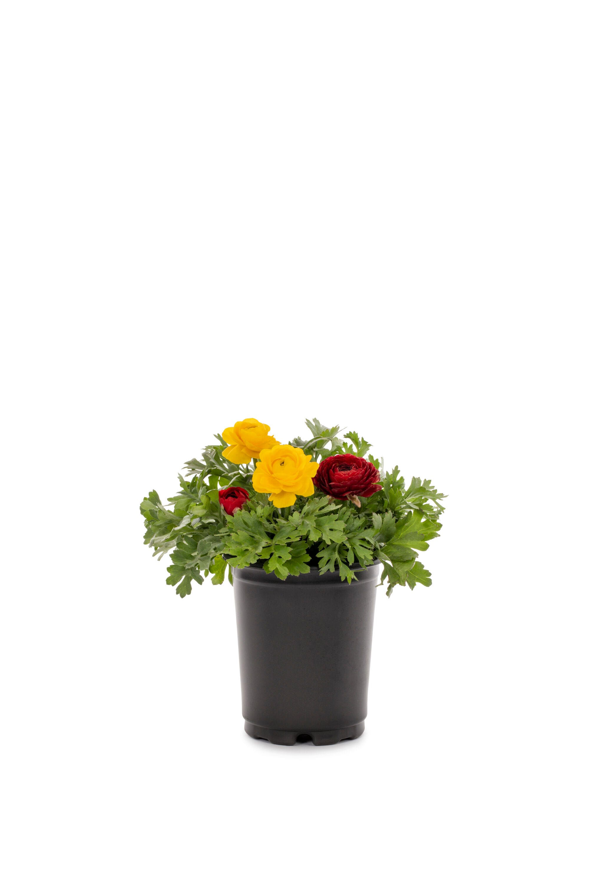 Metrolina Greenhouses Multicolor Buttercup In 1-quart Pot 5-pack In The 