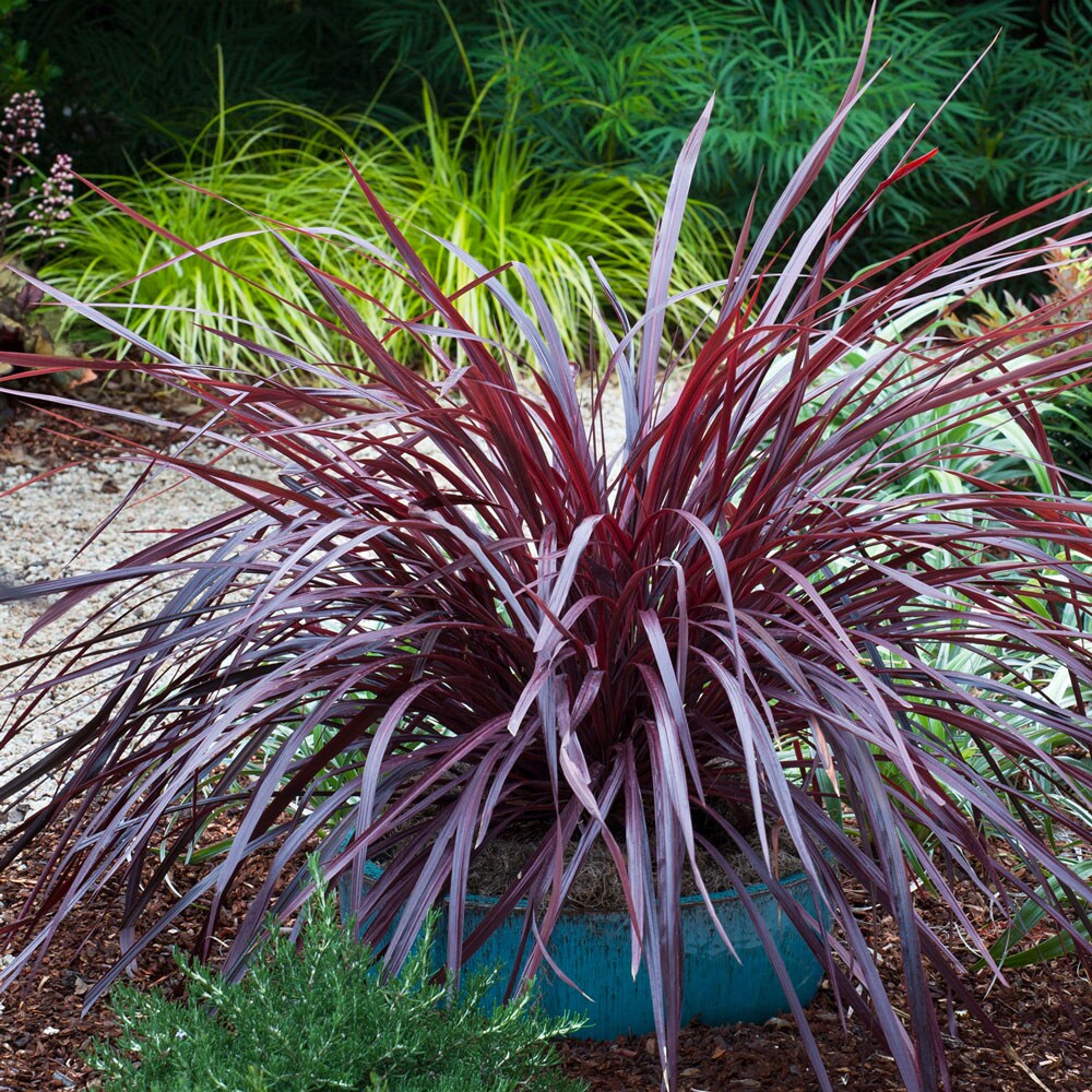 Southern Living Plant Collection 2.5 -Quart Design-A-Line Cordyline 1 ...