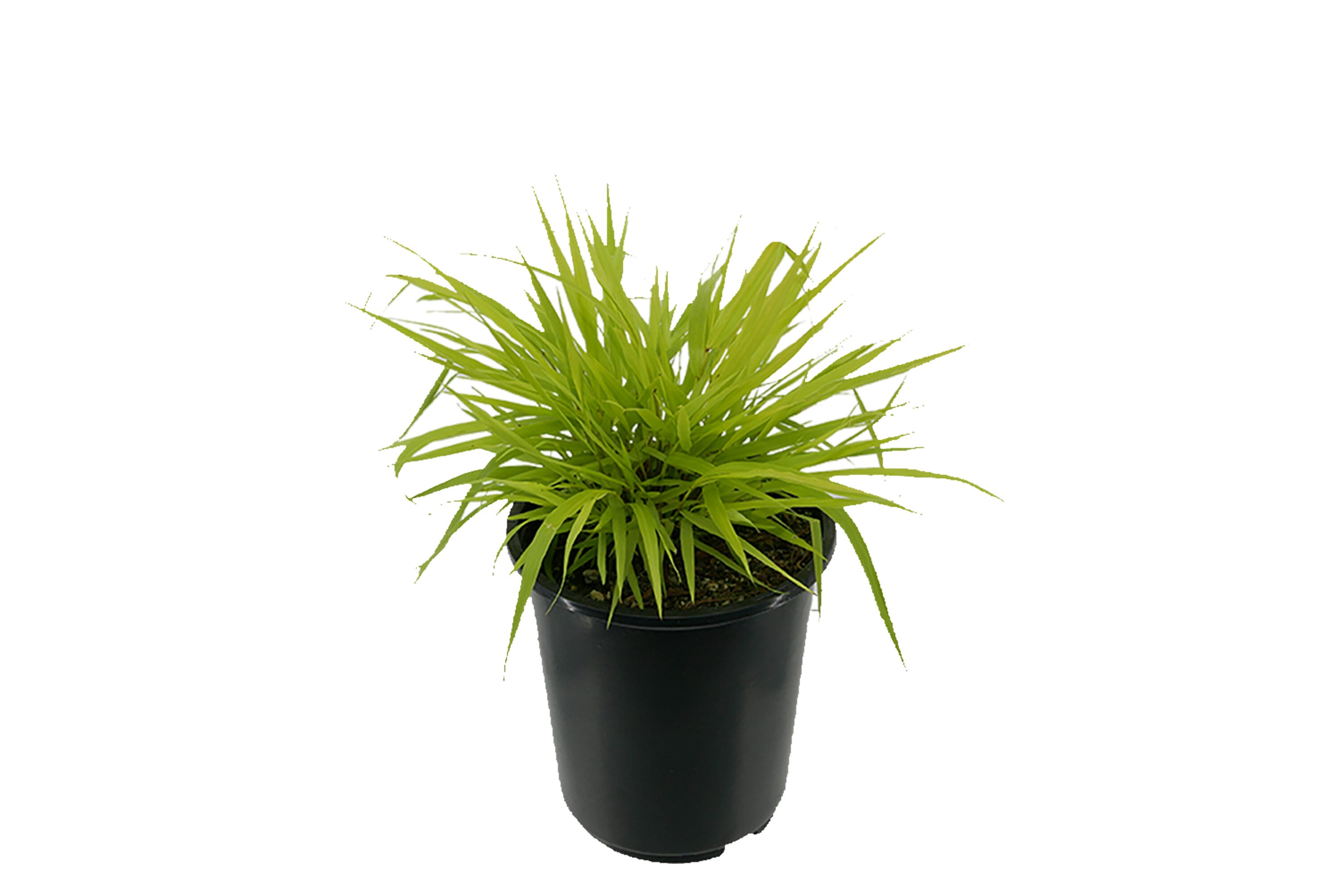  1487 Hakonechloa Grass Plant in -Quart Pot 1.0 -Pack