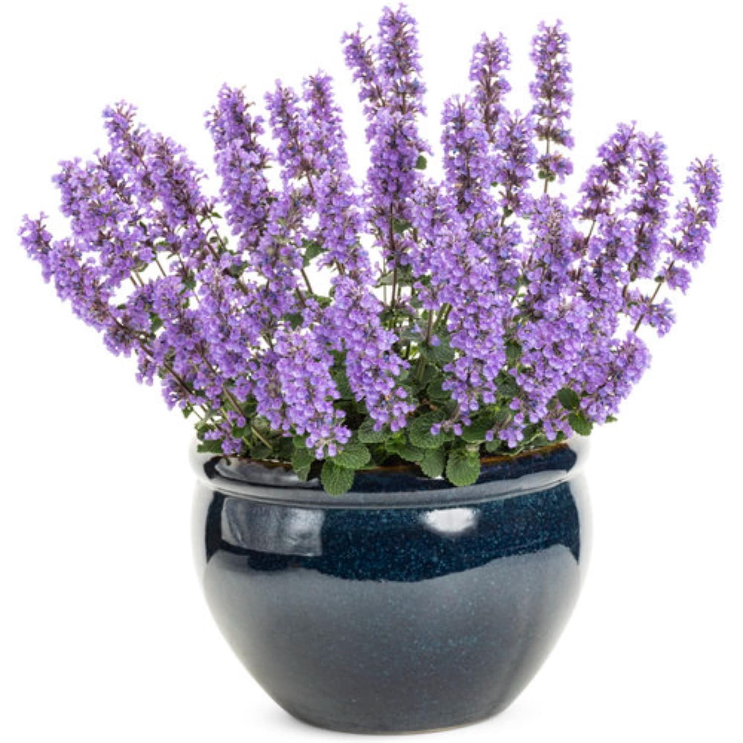 Lowe's 5213847 Multicolor 2 Quart(s) Pot 1 -Pack