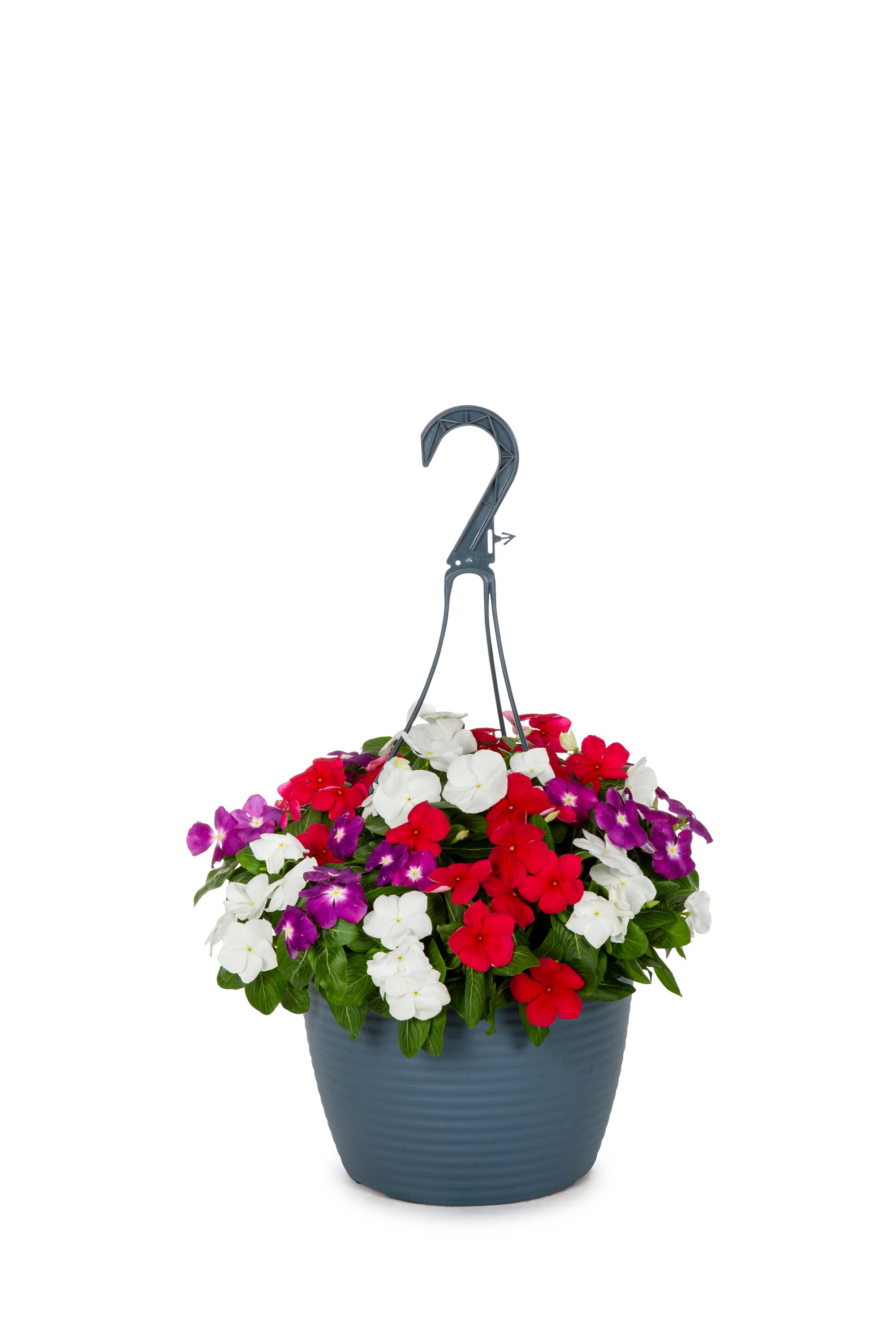 Lowe's NURSERY Multicolor Vinca in 1.5-Gallon Planter