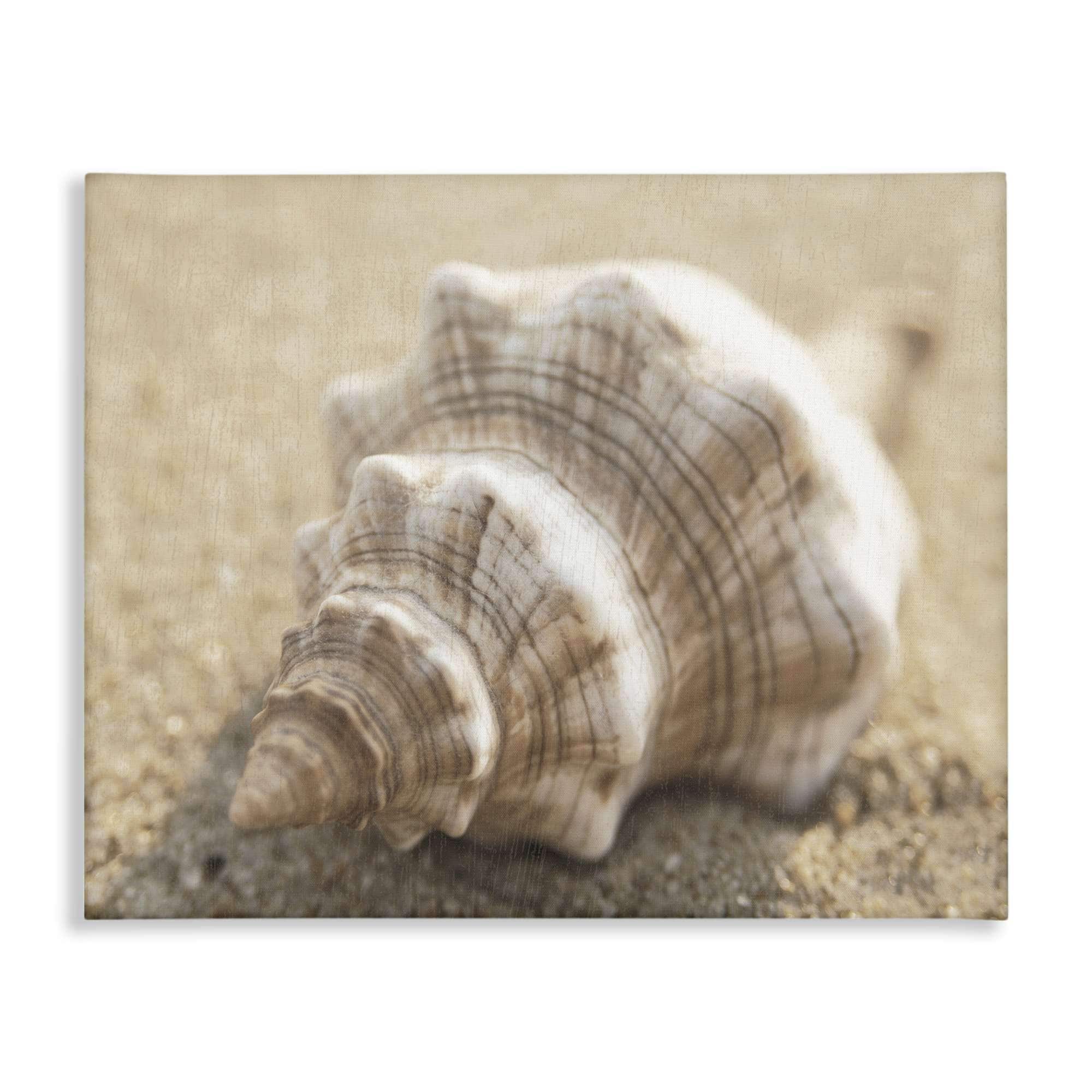 Stupell Industries BS-149-CN-30X40 Neutral Tone Conch Shell Canvas design by Dora Rotondella