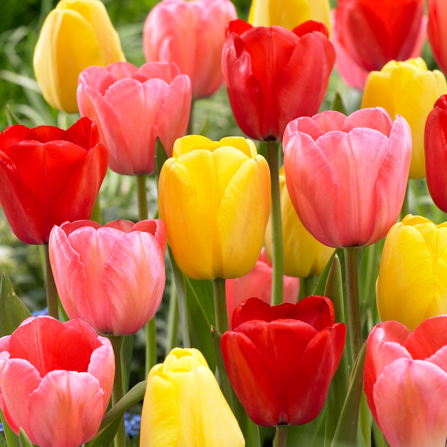 Garden State Bulb ECF-134-100-04 Multicolor Darwin Hybrid Mixed Tulip Bulbs 100 Feet