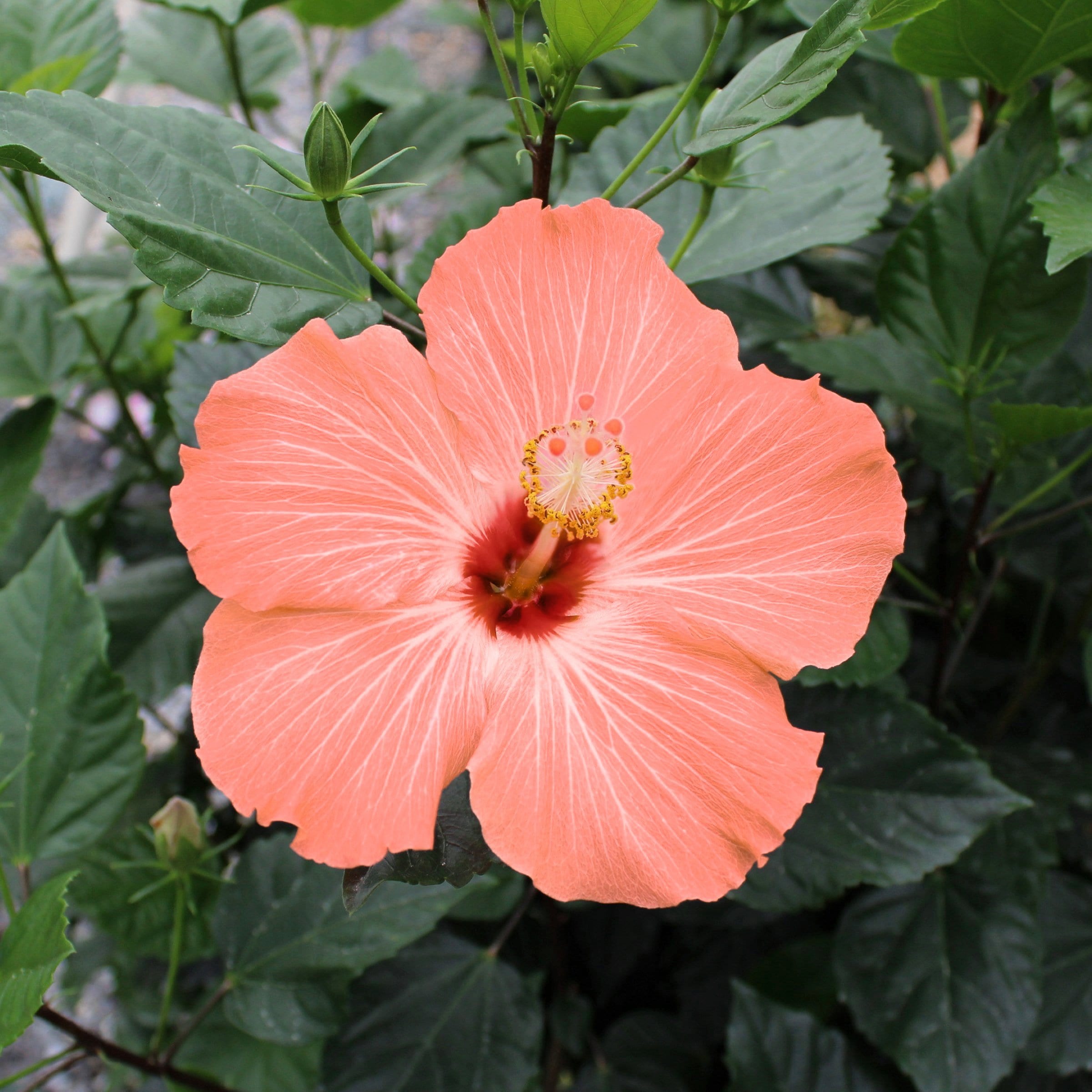 National Plant Network LW1990 Orange Hibiscus Peach Braided Tree in 2-Gallon Pot