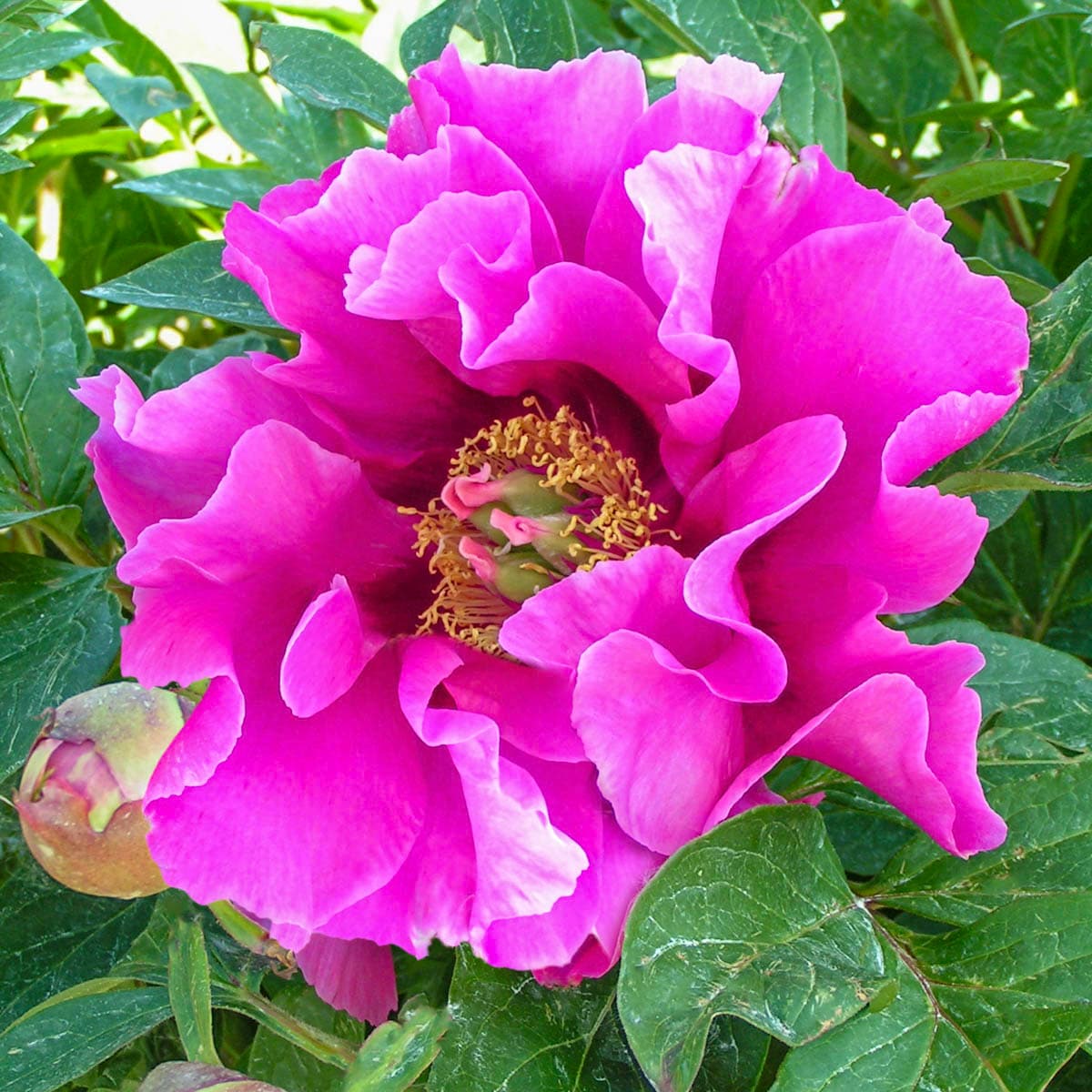 Direct Gardening 62166 Pink Flowering Symphonie Pourpre Itoh Peony Dormant Plant in 1 -Pack Bareroot 1 -Pack