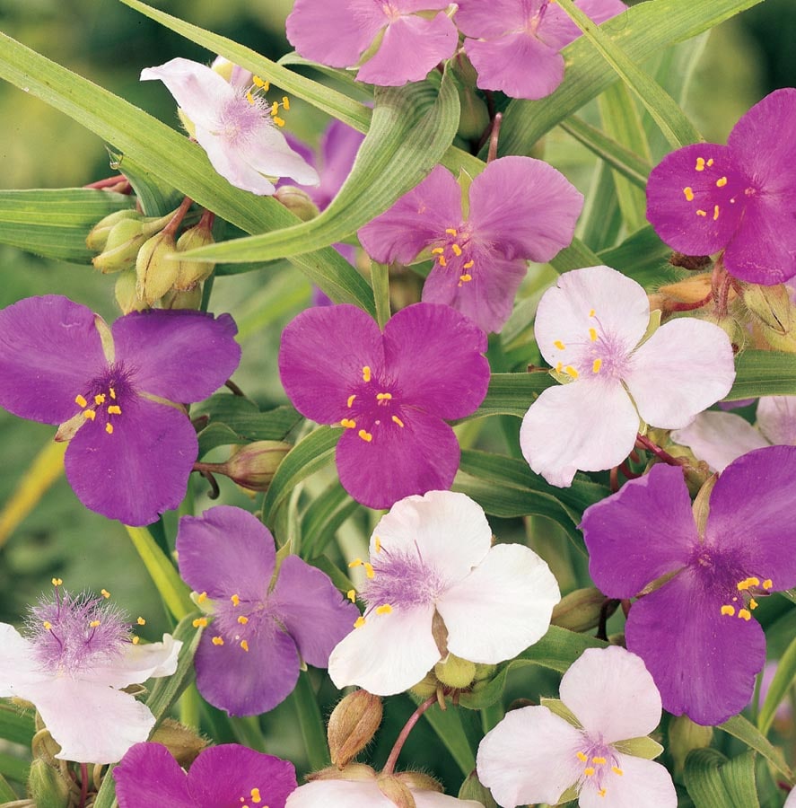 Spiderwort Perennials at