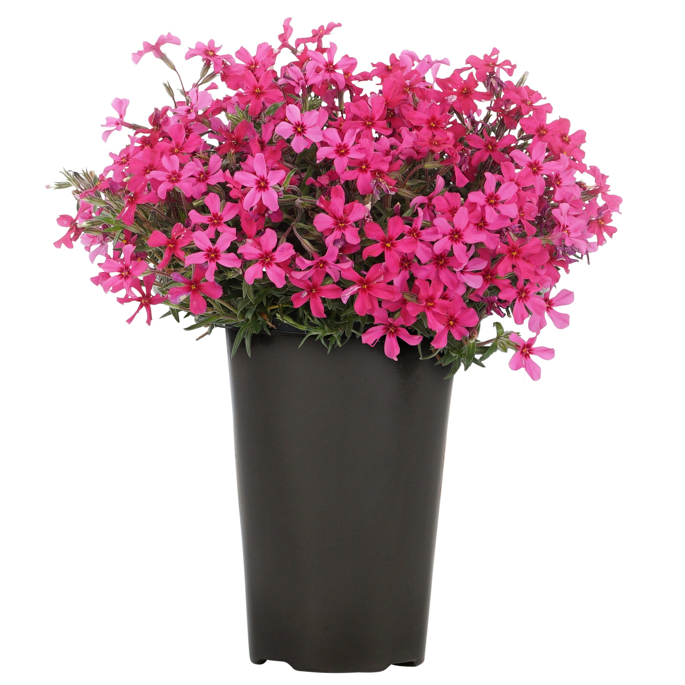 Pink Red Wings Creeping Phlox Plant in 2 -Quart Pot 1 -Pack - Low Maintenance