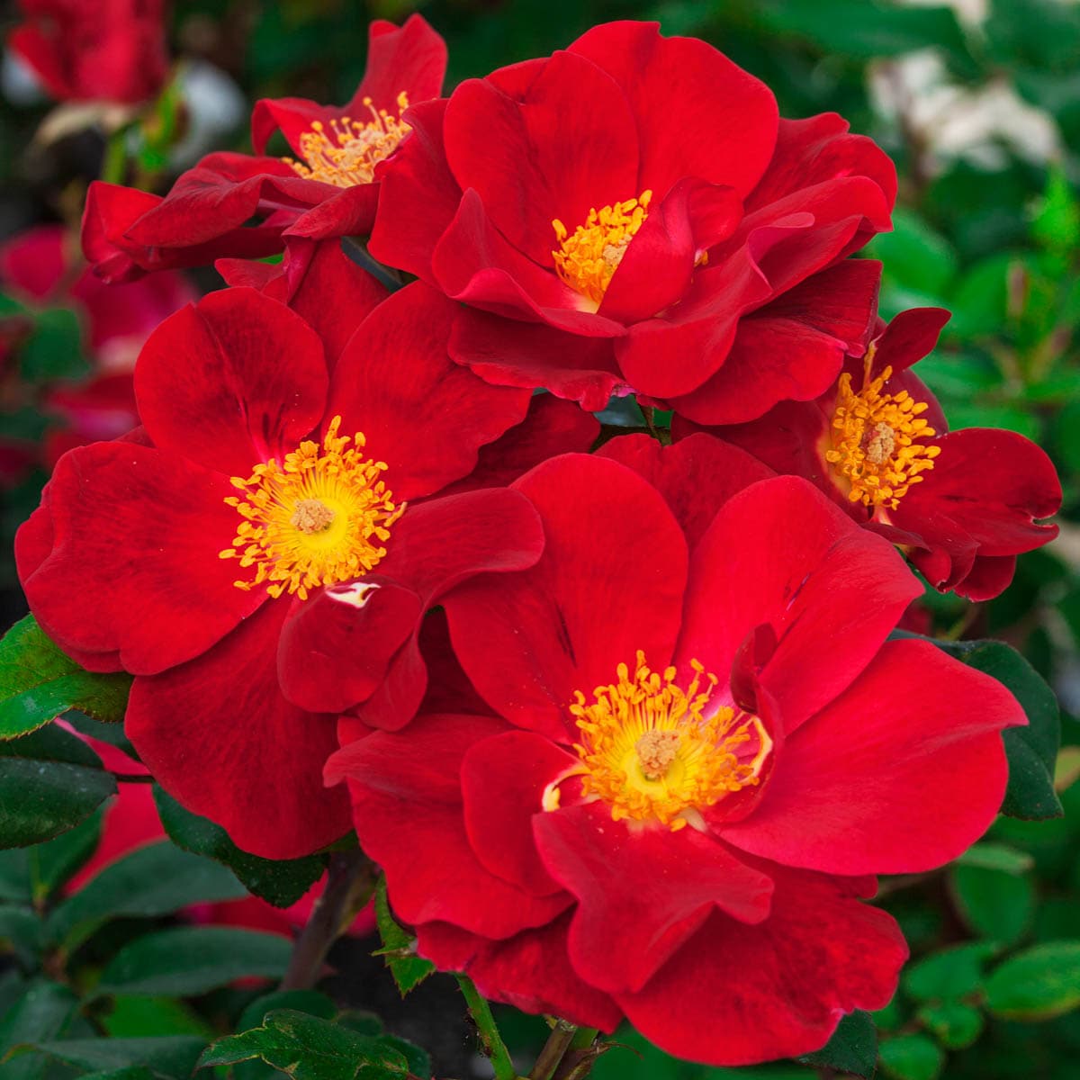 Spring Hill Nurseries 1 Pack in Bare Root Red Flowering Top Gun Shrub Rose