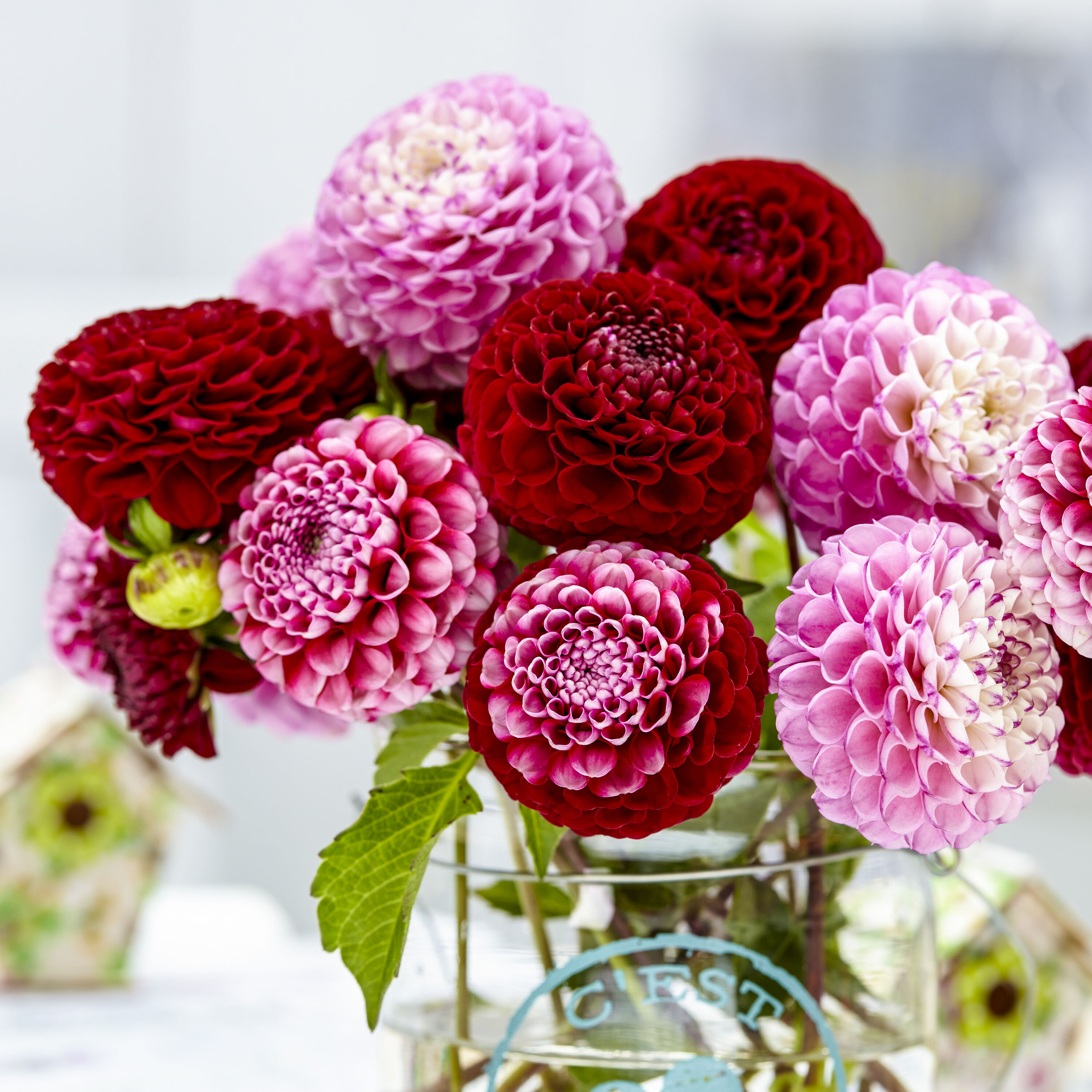 Breck's Multicolor Pompon Dahlia Mixture Dormant Flowering Bare Root Bulbs 3 Pack
