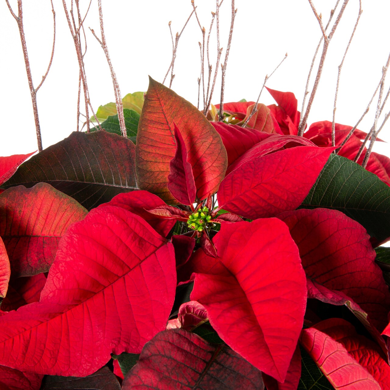 Lowe's 5340069 Fresh-Cut-Christmas-Decorations - View #2
