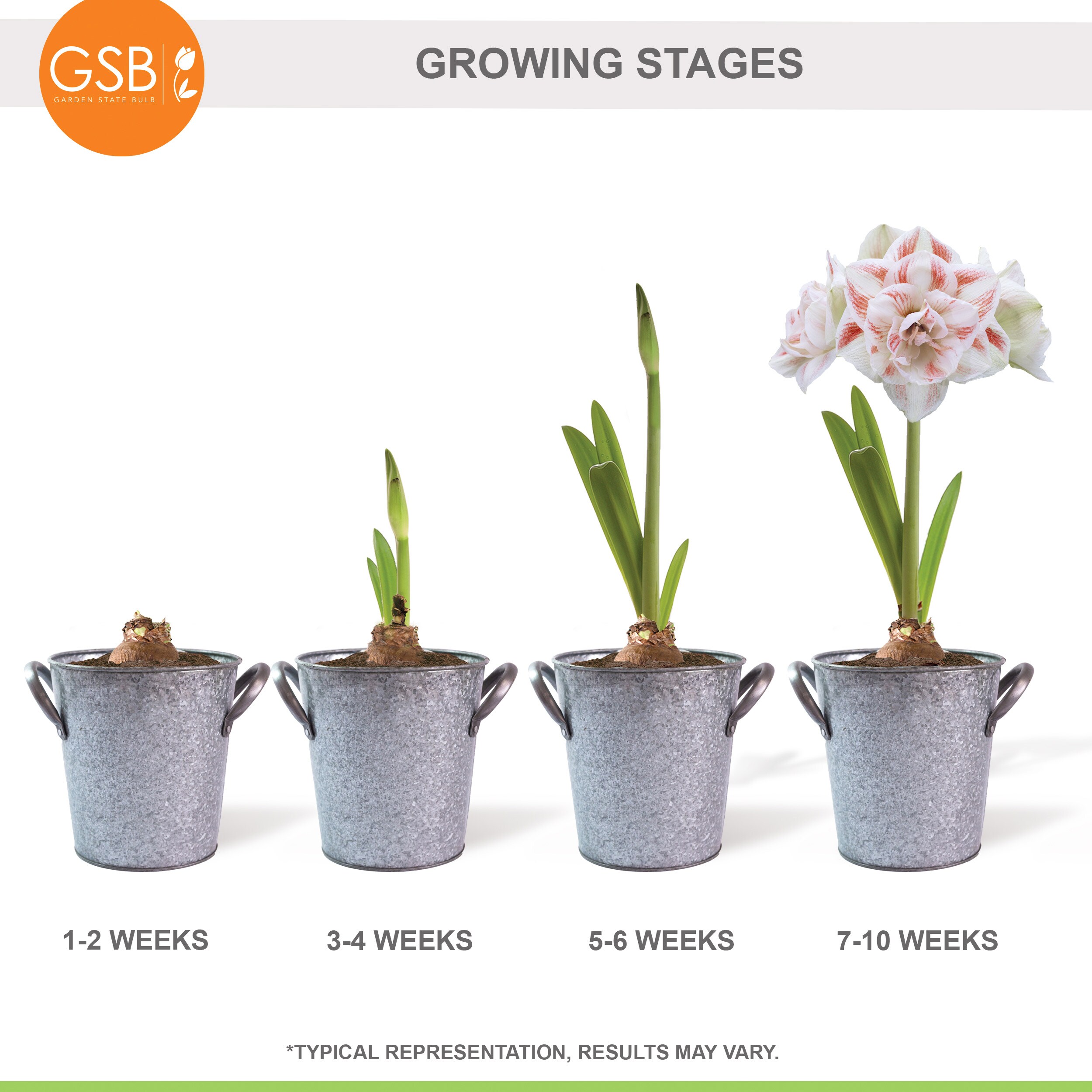 Garden State Bulb ECH-23-01-01 Plant-Bulbs - View #8
