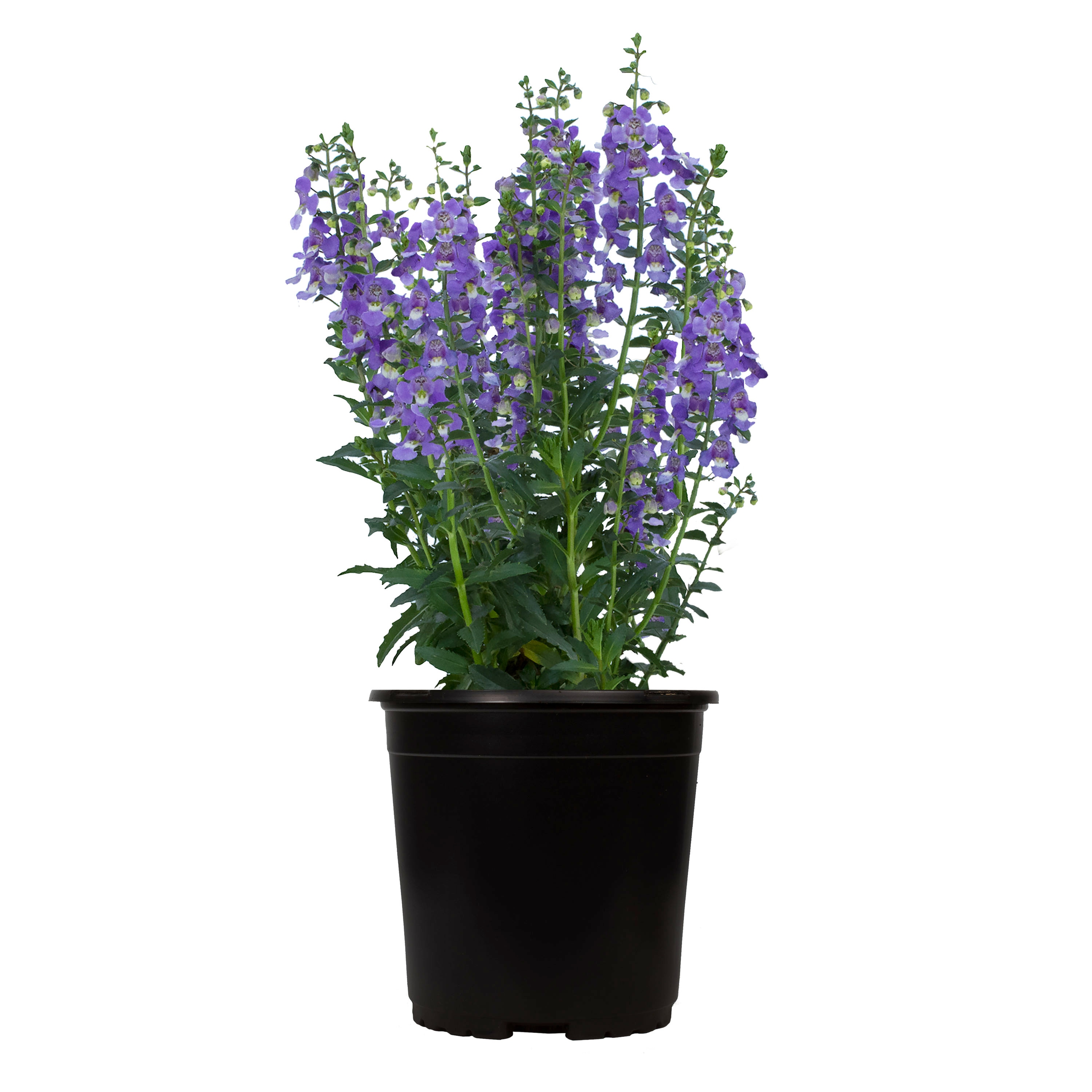 Lowe's NURSERY annuals - View #2