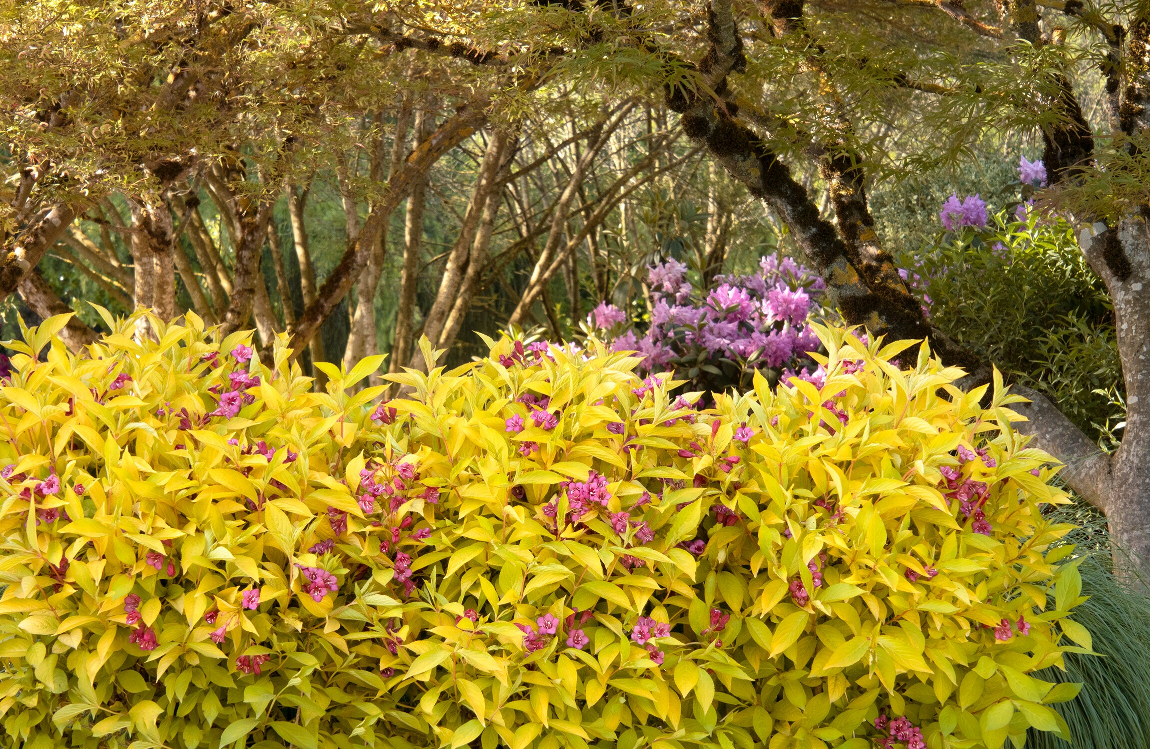 Monrovia Pink Golden Jackpot Weigela Foundationhedge Shrub In 173