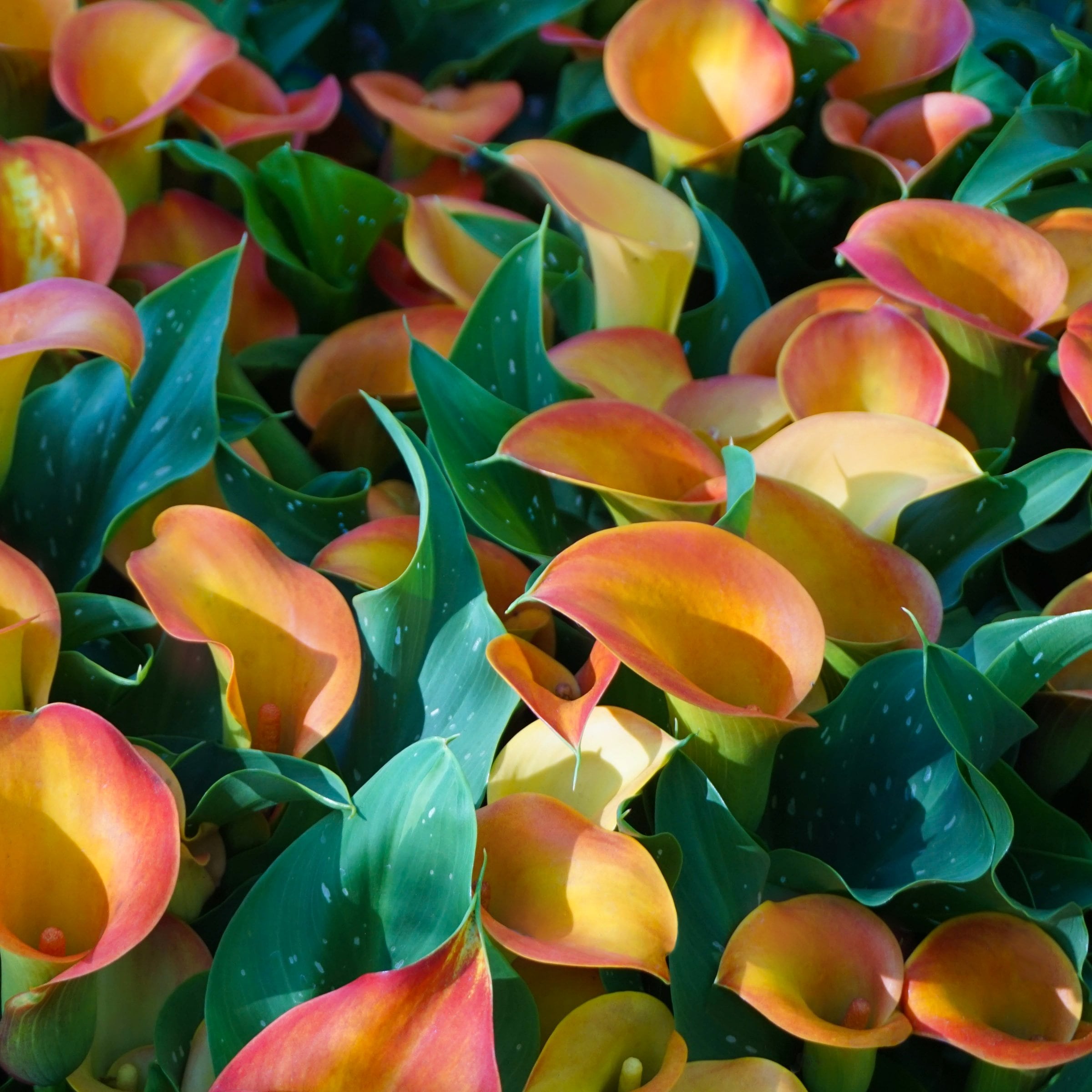 National Plant Network LW2620 Plant-Bulbs - View #5
