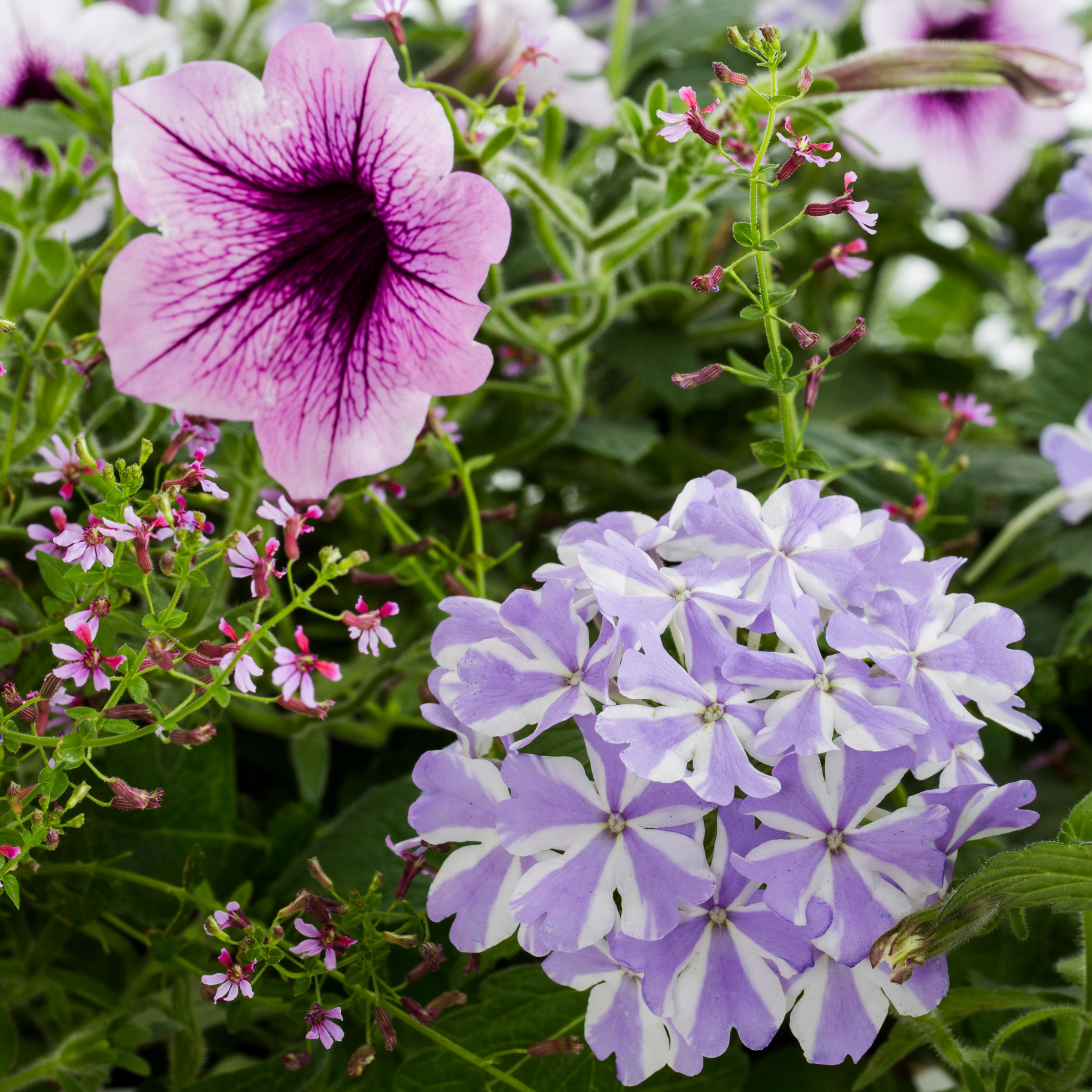 Proven Winner NURSERY annuals - View #4