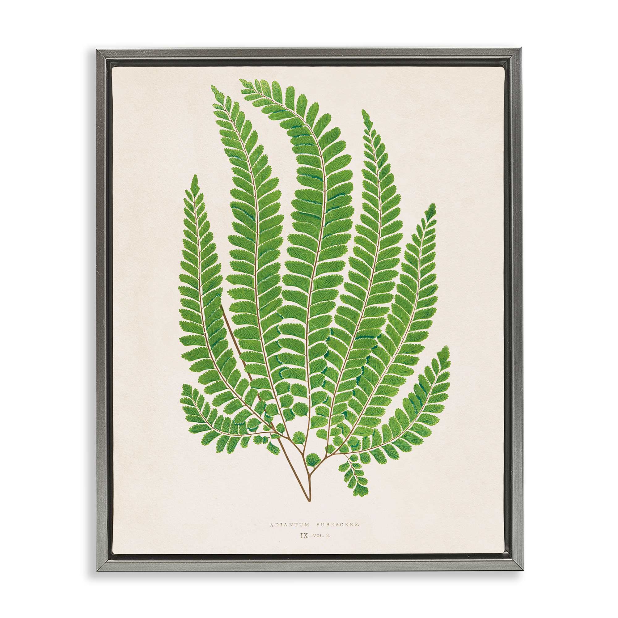 Stupell Industries BT-467-FFL-24X30 Cottage Ferns Study Gray Framed Floater Canvas Wall Art By Phillipa Katz 25 x 31