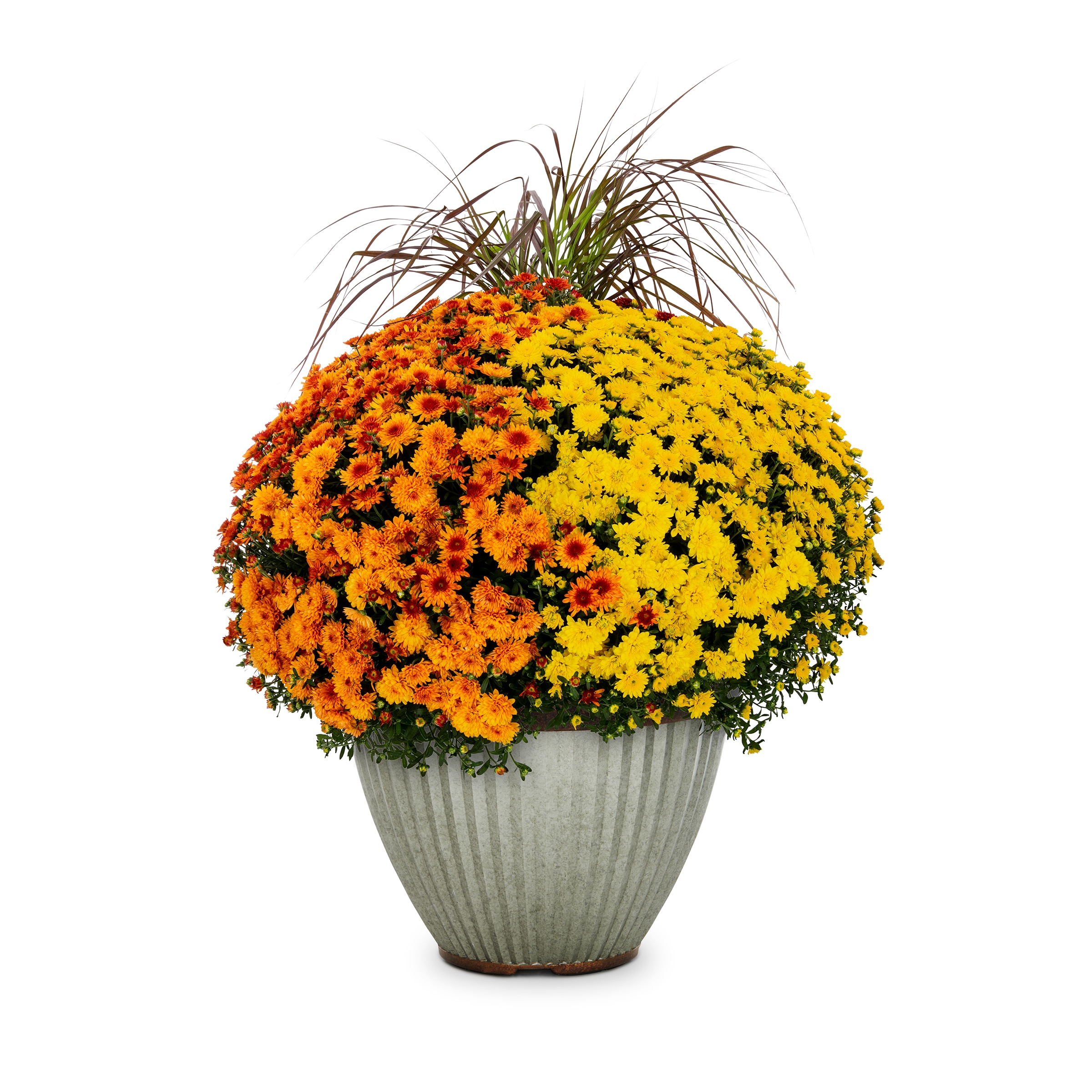 Lowe's 2147443 Multicolor Mum in 5 Gallon(s) Planter 1 -Pack