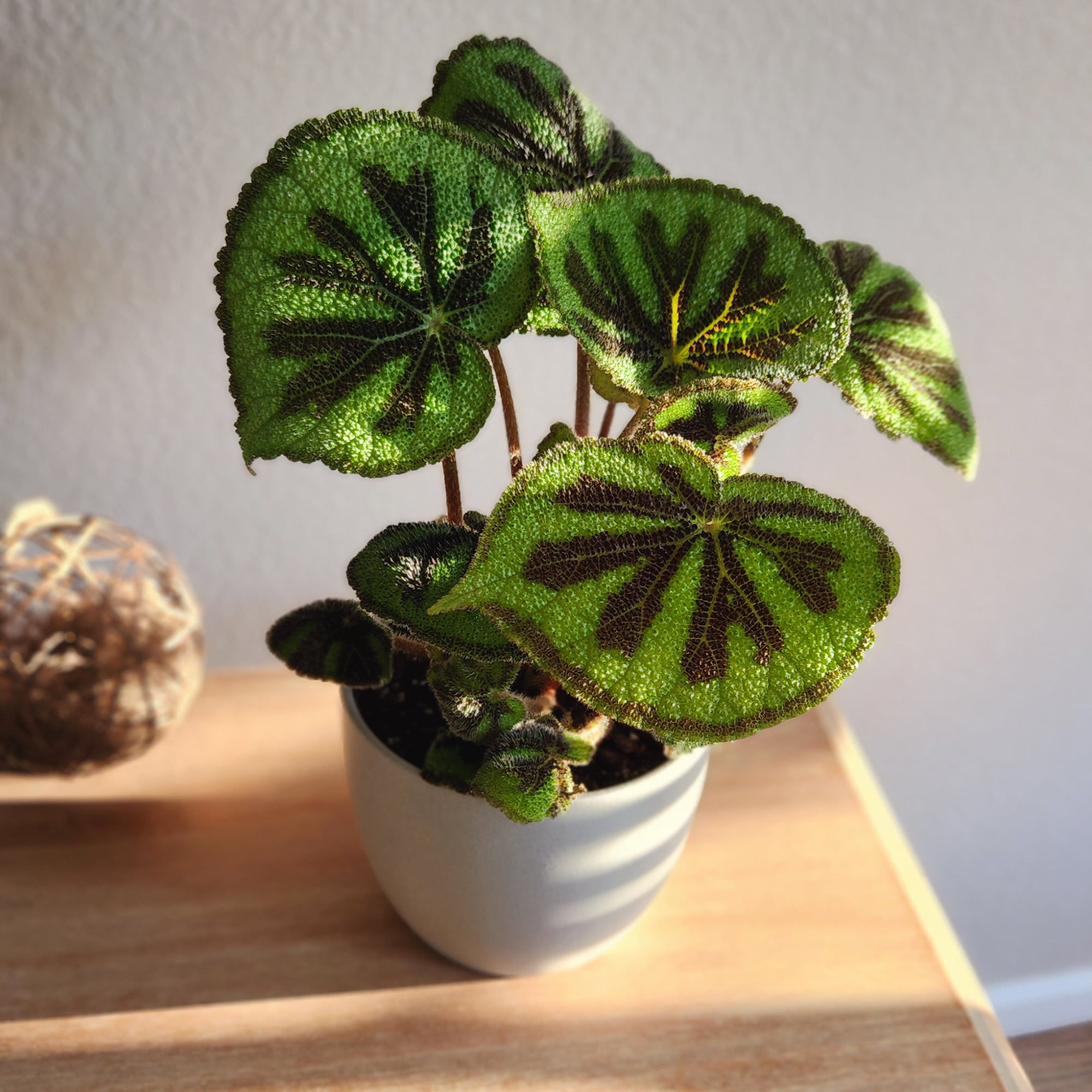 Rock Begonia Iron Cross with Black Plastic Pot