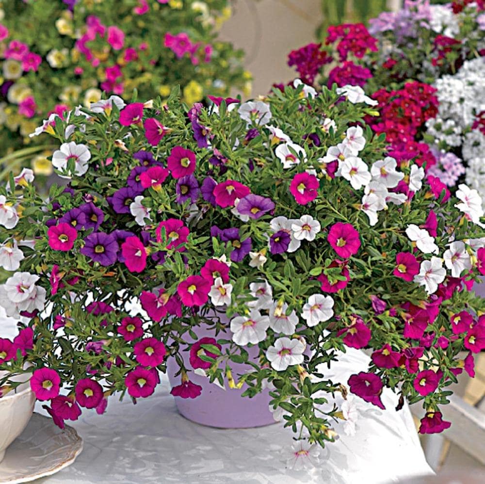 Lowe's NURSERY Multicolor Mixed Annuals in 2.00 Gallon(s) Planter