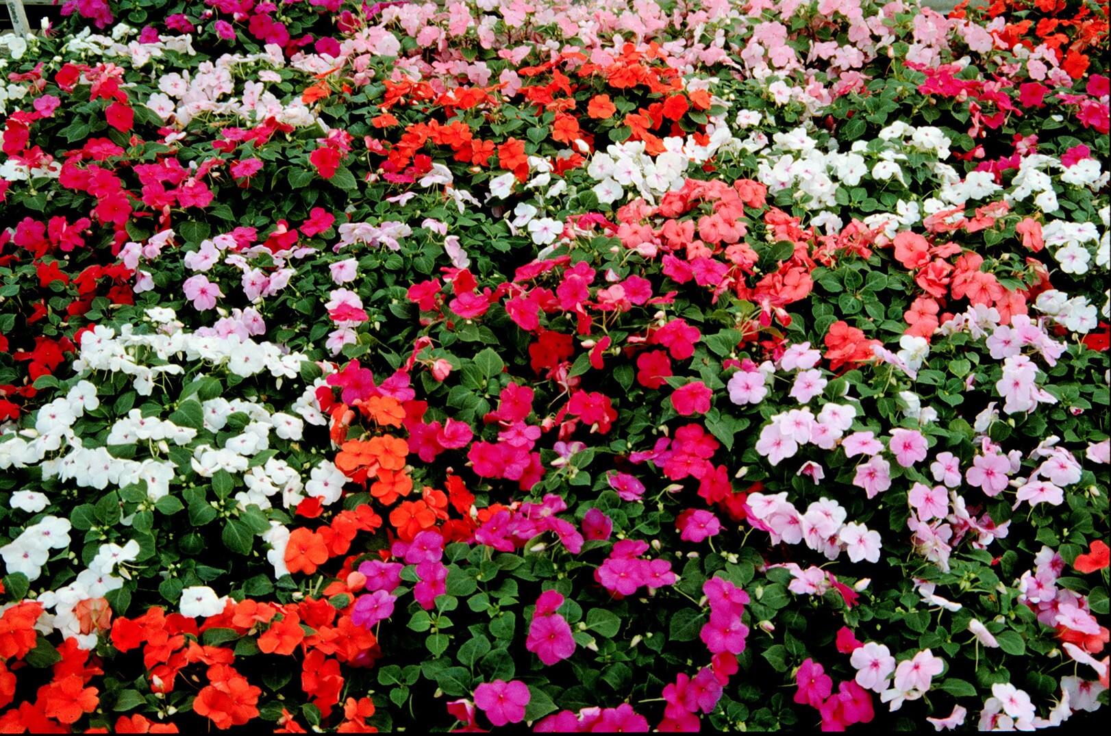Lowe's NURSERY annuals - View #2