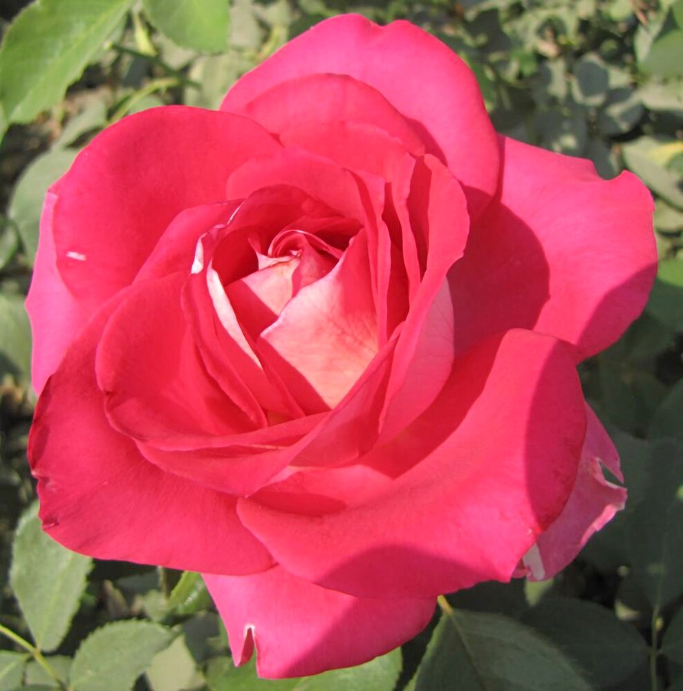 Spring Hill Nurseries 88149 roses - View #3