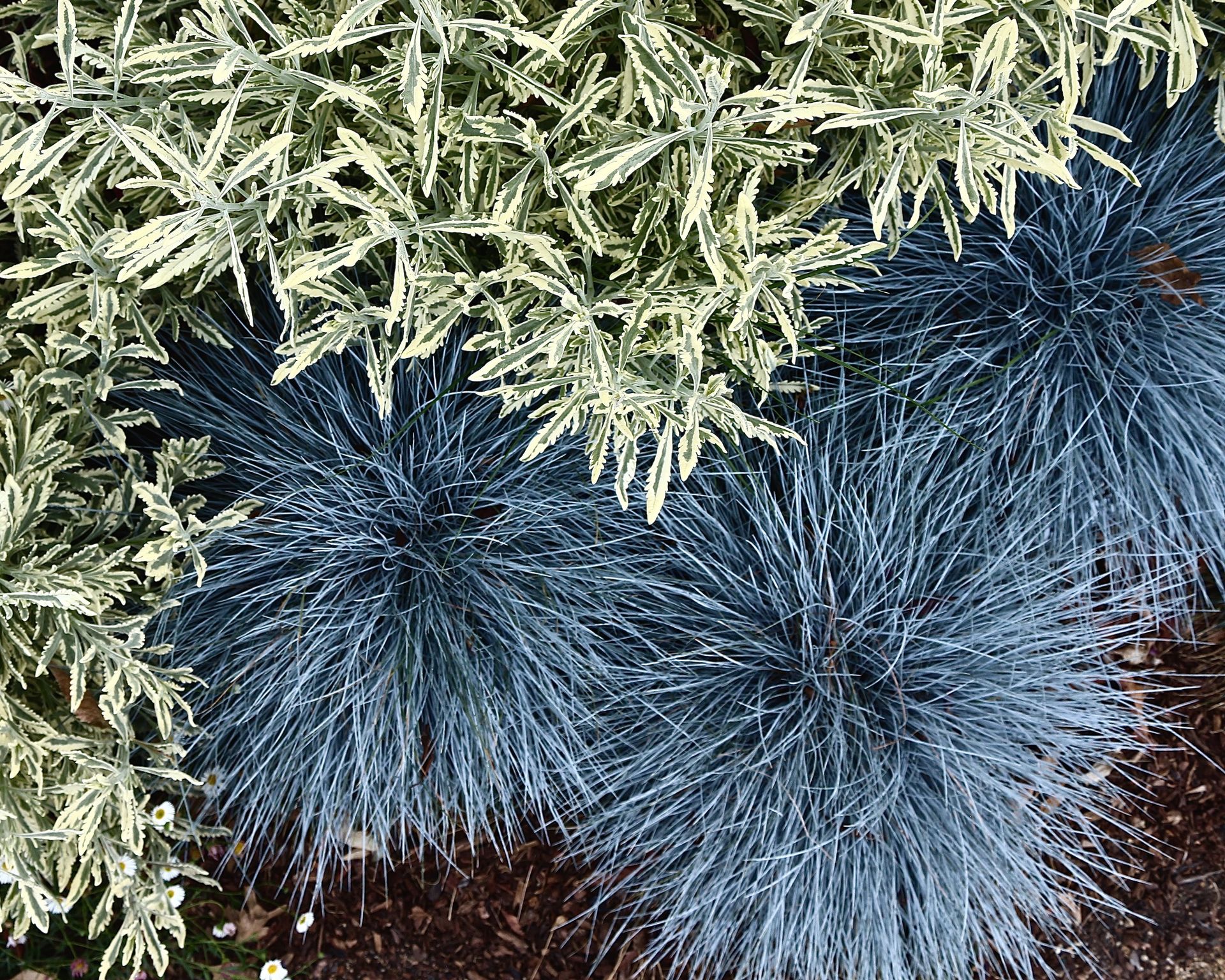 Southern Living Plant Collection 1868Q-1 shrubs - View #4