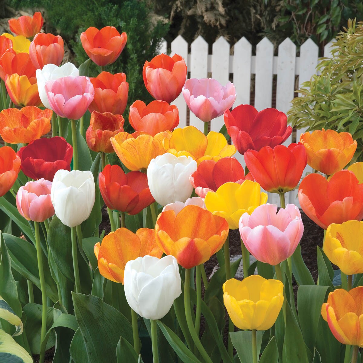 Breck's 91897 Plant-Bulbs - View #3