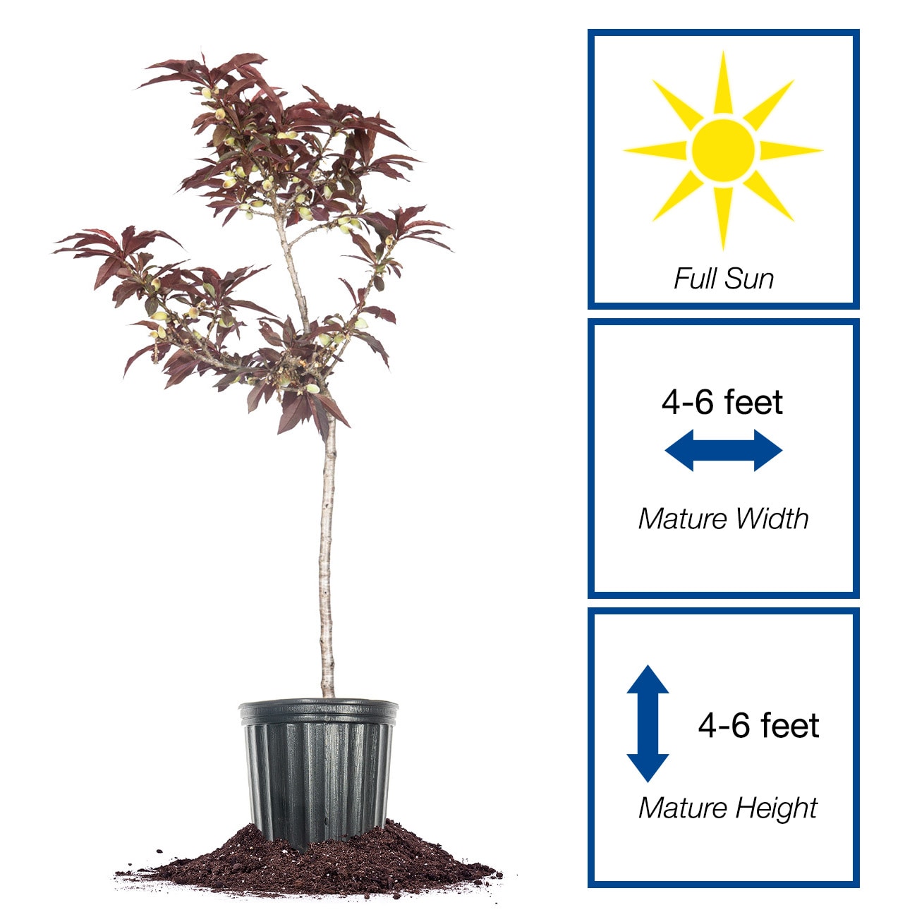 Perfect Plants LOBONFIREPEACH5G trees - View #2