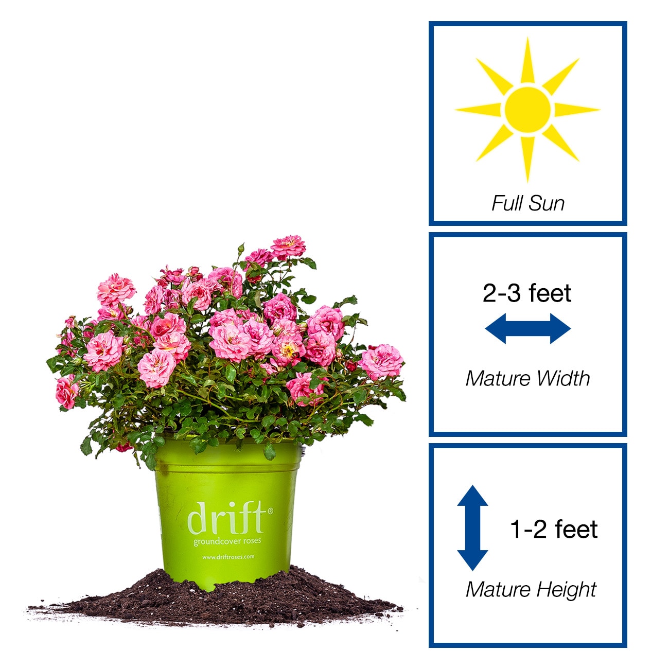 Perfect Plants Pink Sweet Drift Rose 3-Gallon in Pot LOSWEETDRIFTROSE3G ...