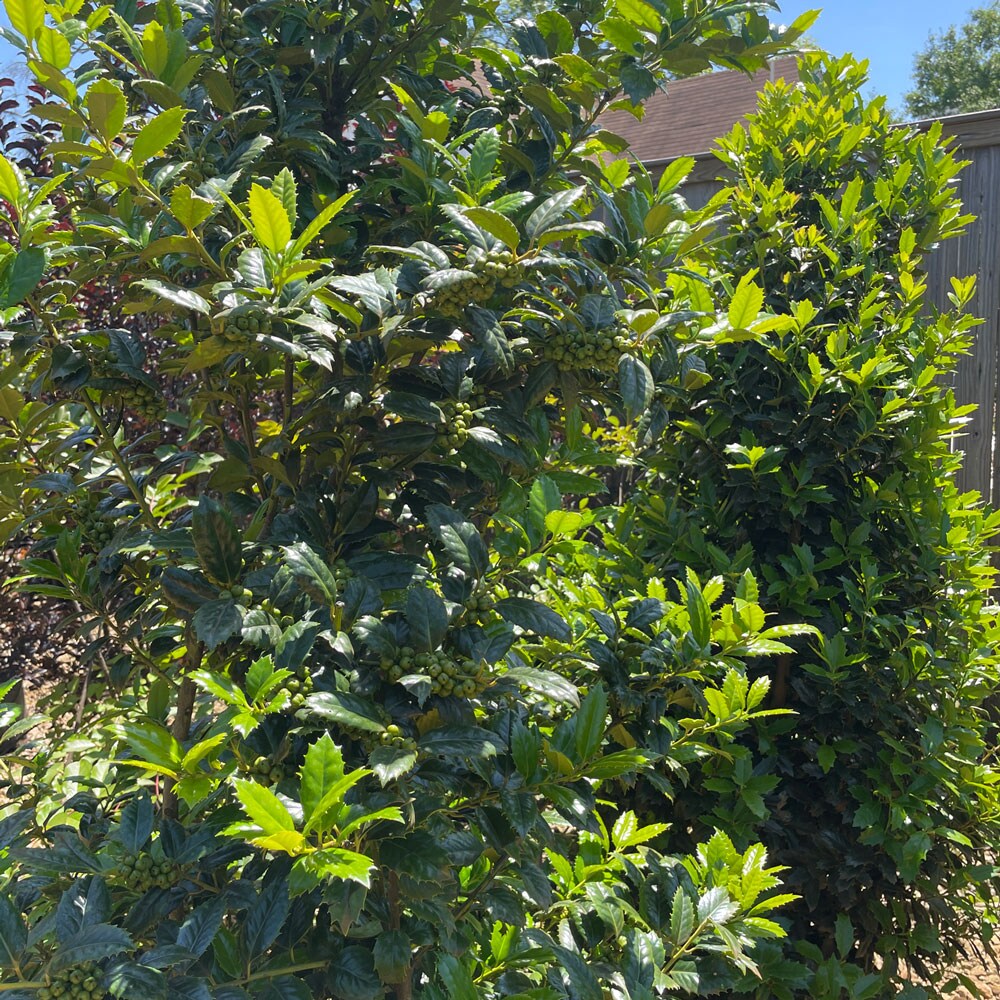 Southern Living Plant Collection 3022Q-1 shrubs - View #6