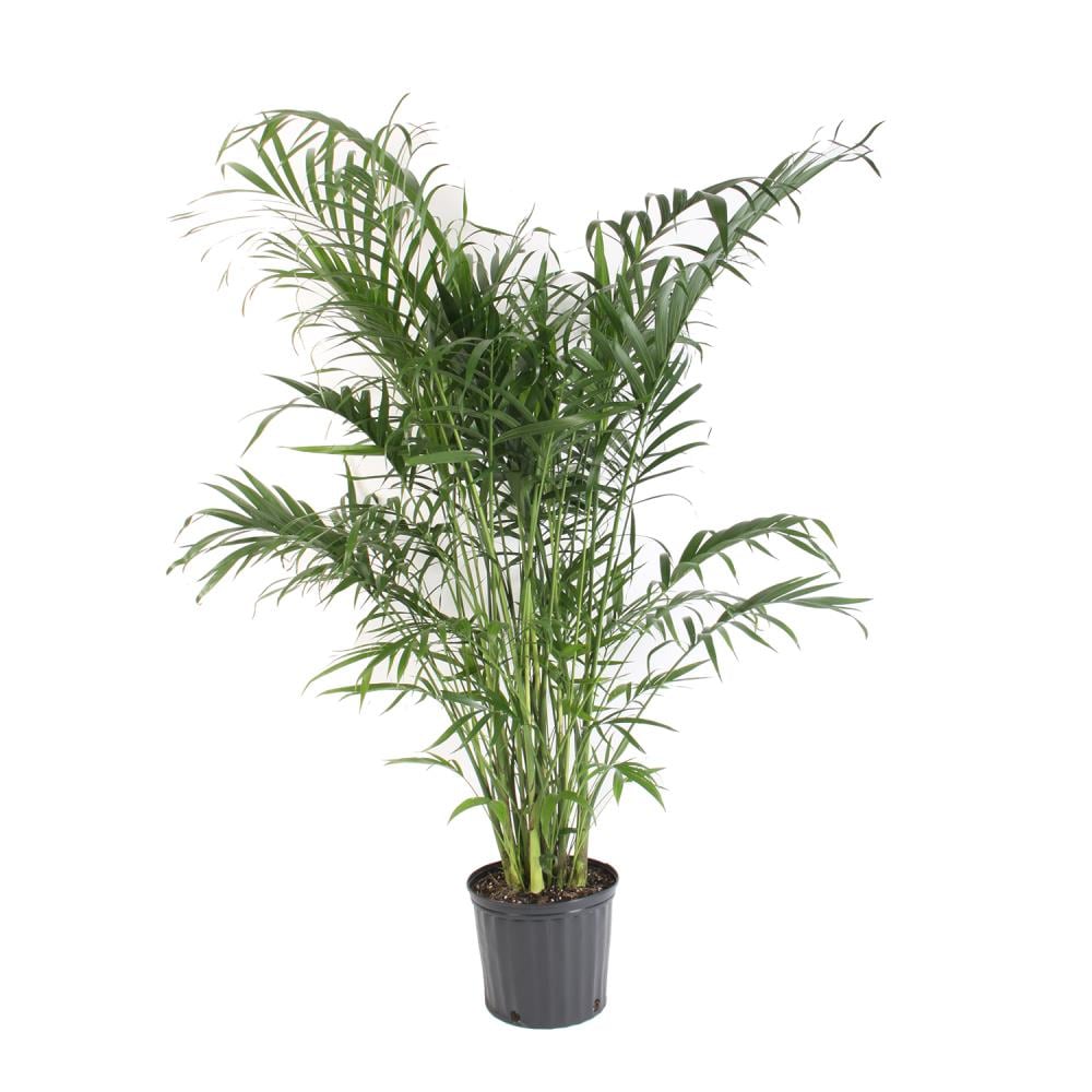 1 72 Gallon Cat Palm In Plastic In The House Plants Department At Lowes Com