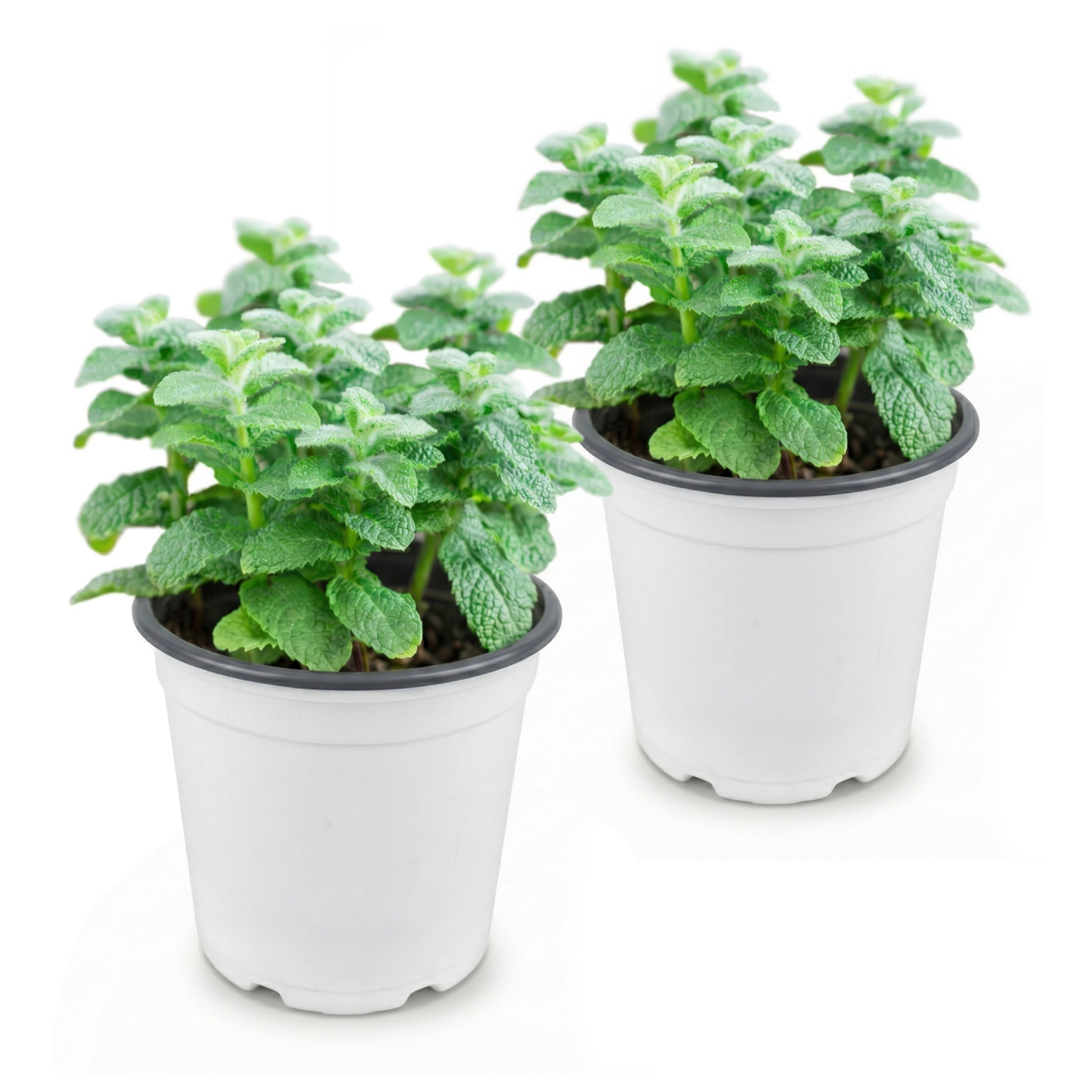 National Plant Network - 2 Pack Apple Mint Plant 2 -Pack