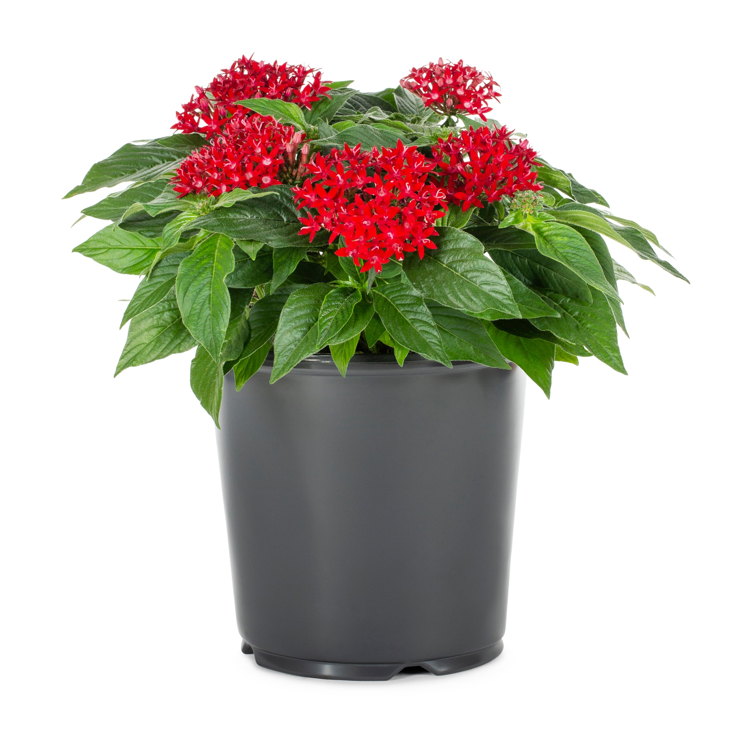 Lowe's 738553003802 perennials - View #3