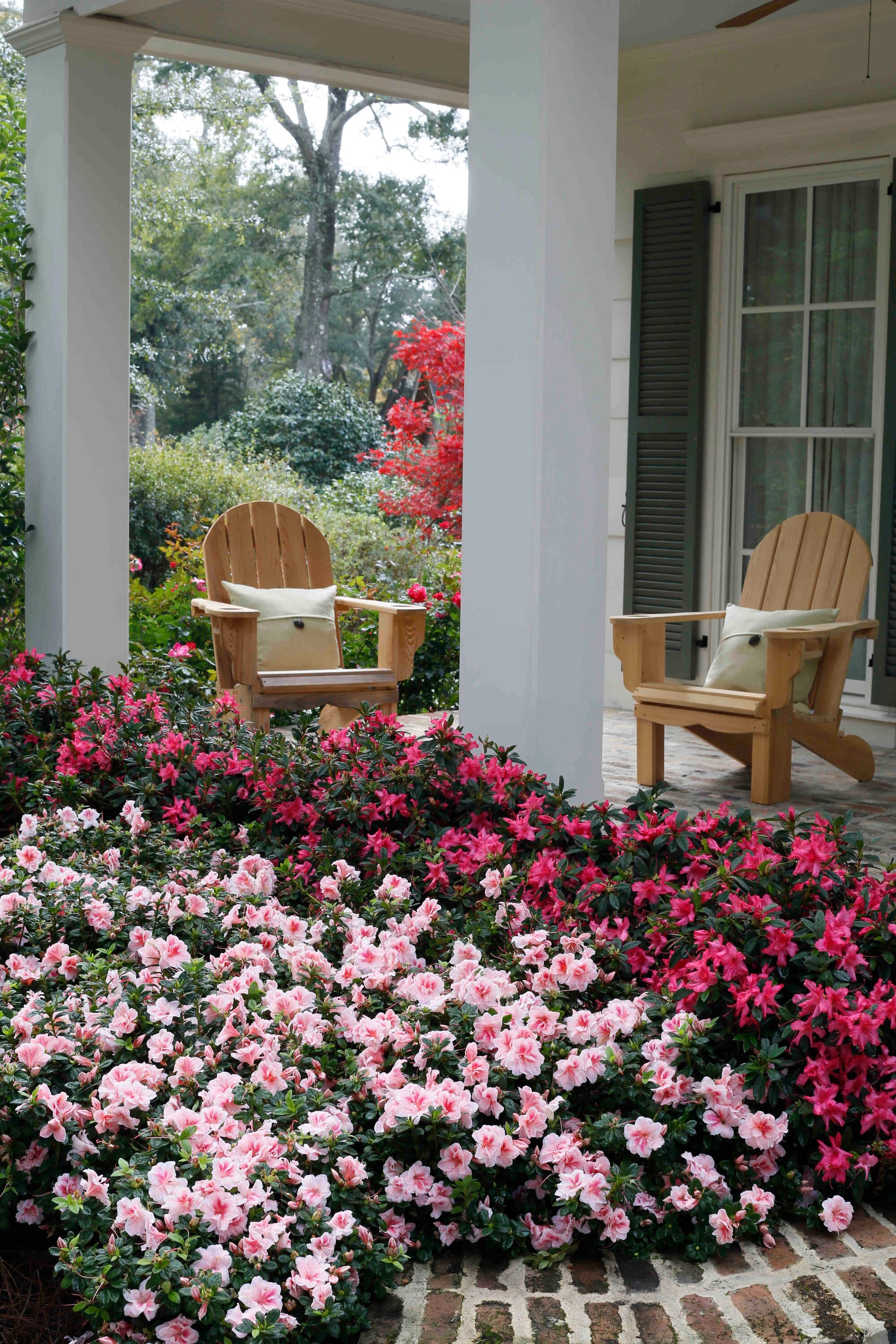 Encore Azalea 80641-1 shrubs - View #5