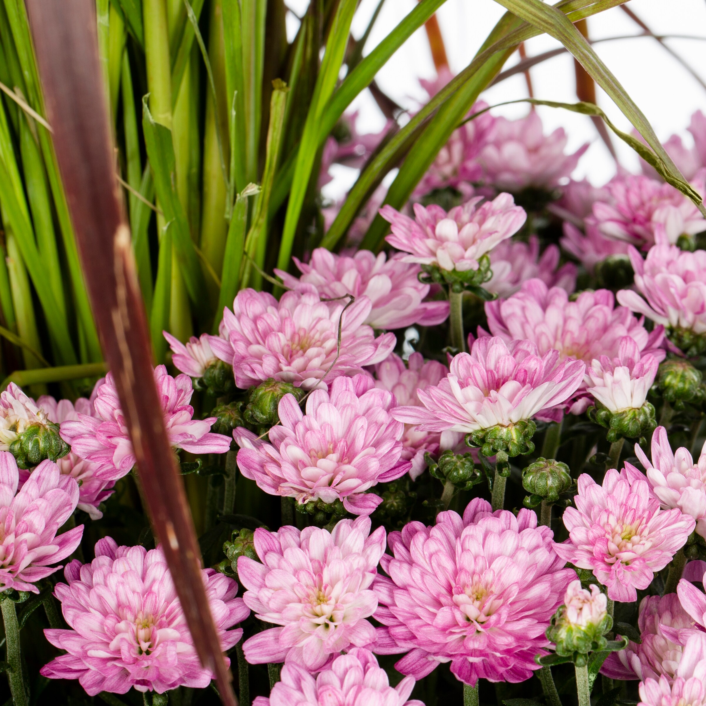 Ready Refill NURSERY annuals - View #2
