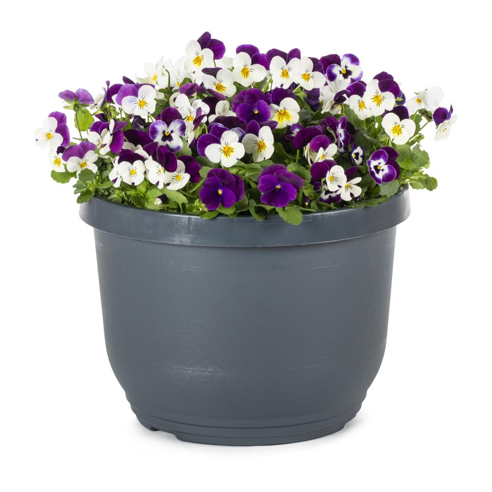 Lowe's Viola in  (s) Planter in the Perennials department at  