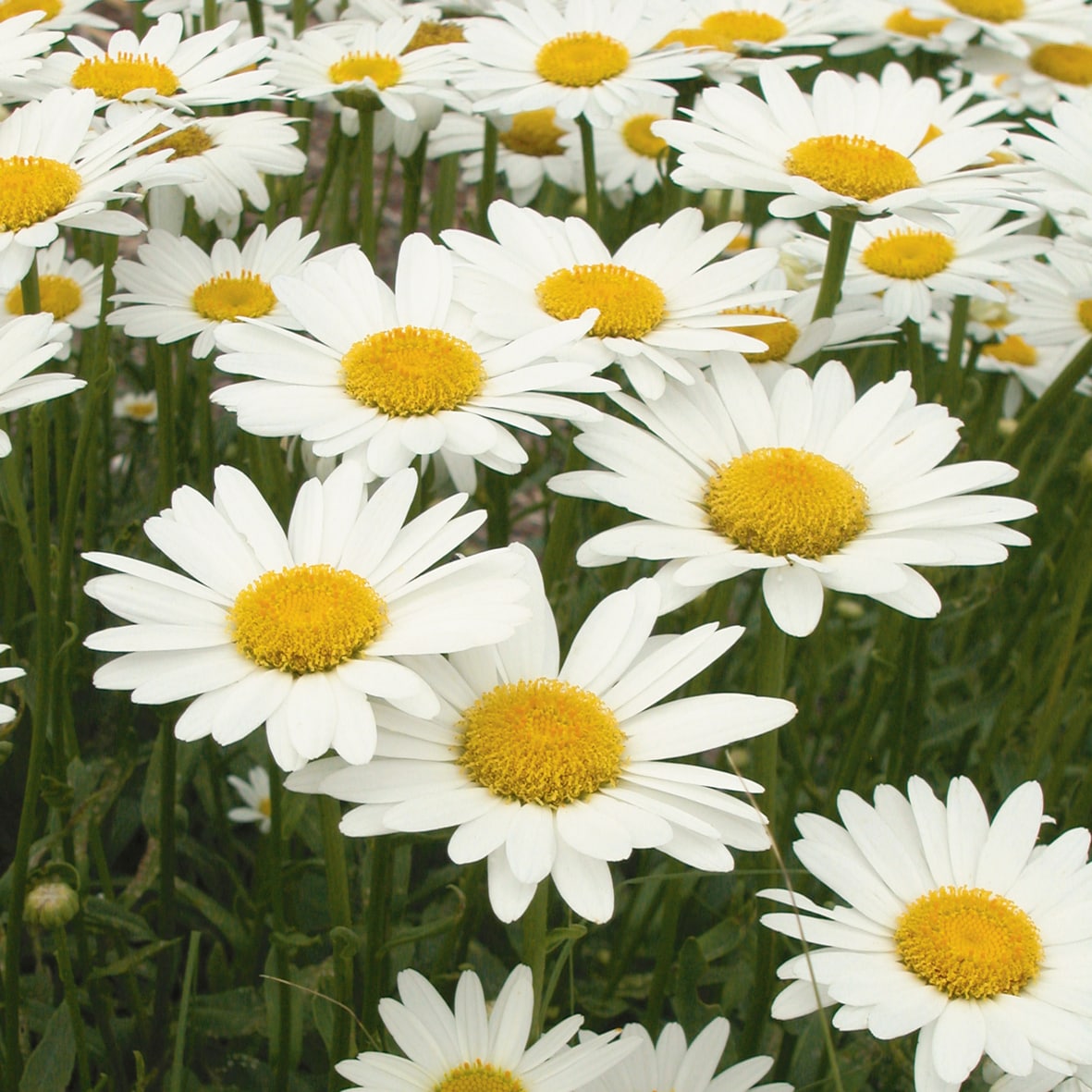 Lowe's NURSERY Multicolor Leucanthemum Plant in 2-Quart Pot