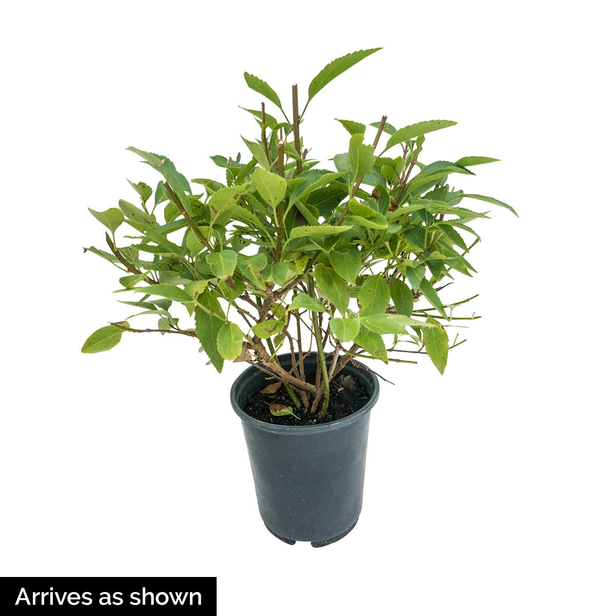 Gurney's Seed and Nursery 89497 shrubs - View #4