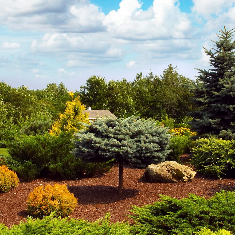  M2CYP-HL Bagged-Mulch - View #15